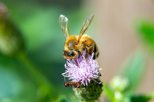 Free Close-up of a bee and ant on a purple thistle flower, vibrant and detailed image. Stock Photo