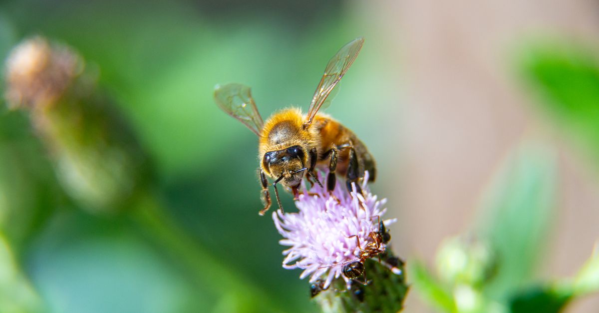 Is EverBee Good for Beginners Opening Their First Etsy Shop?