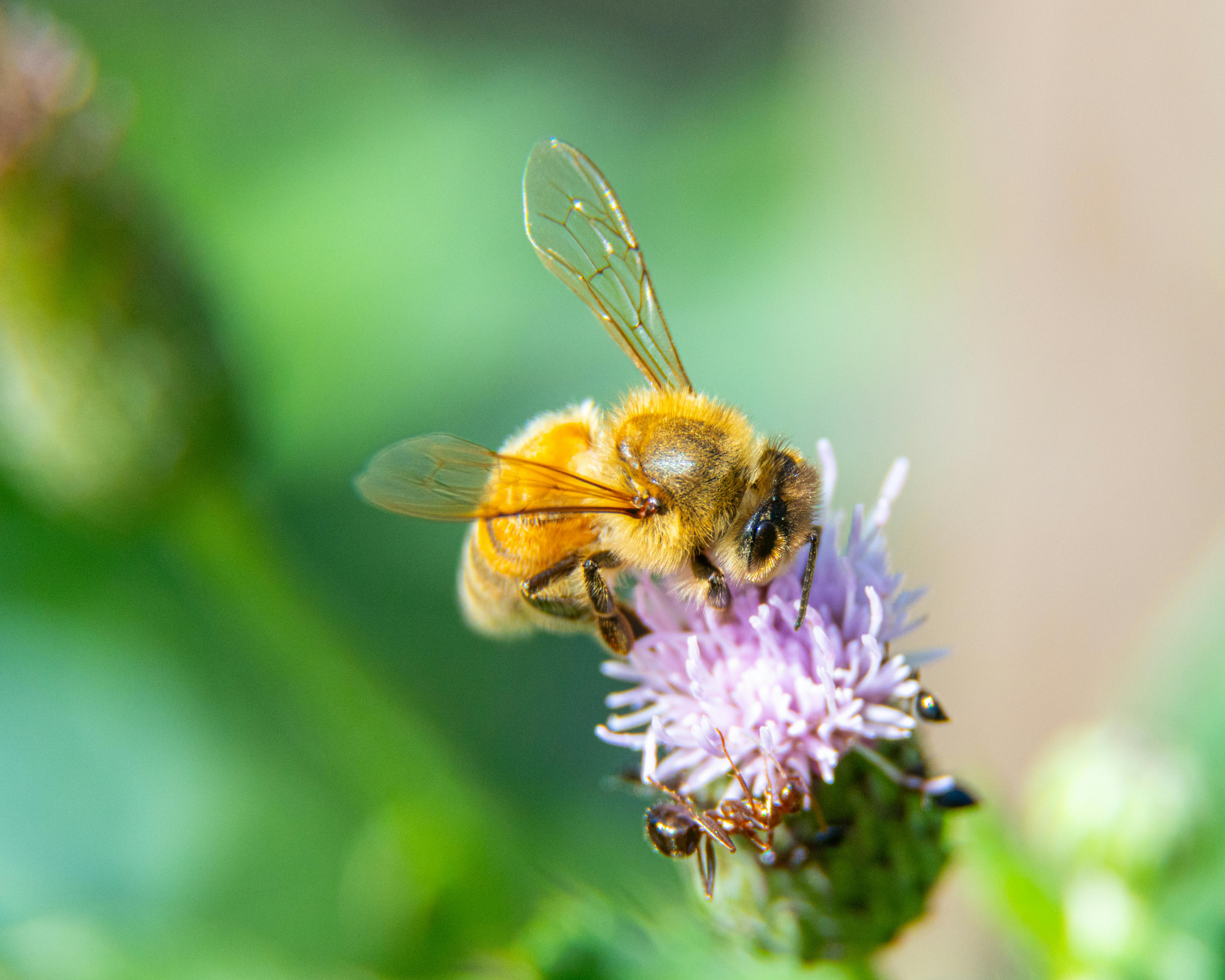 Ark Valley Civics Bee Competition to Send Three Local Students to State — Photo by Jay Brand on Pexels