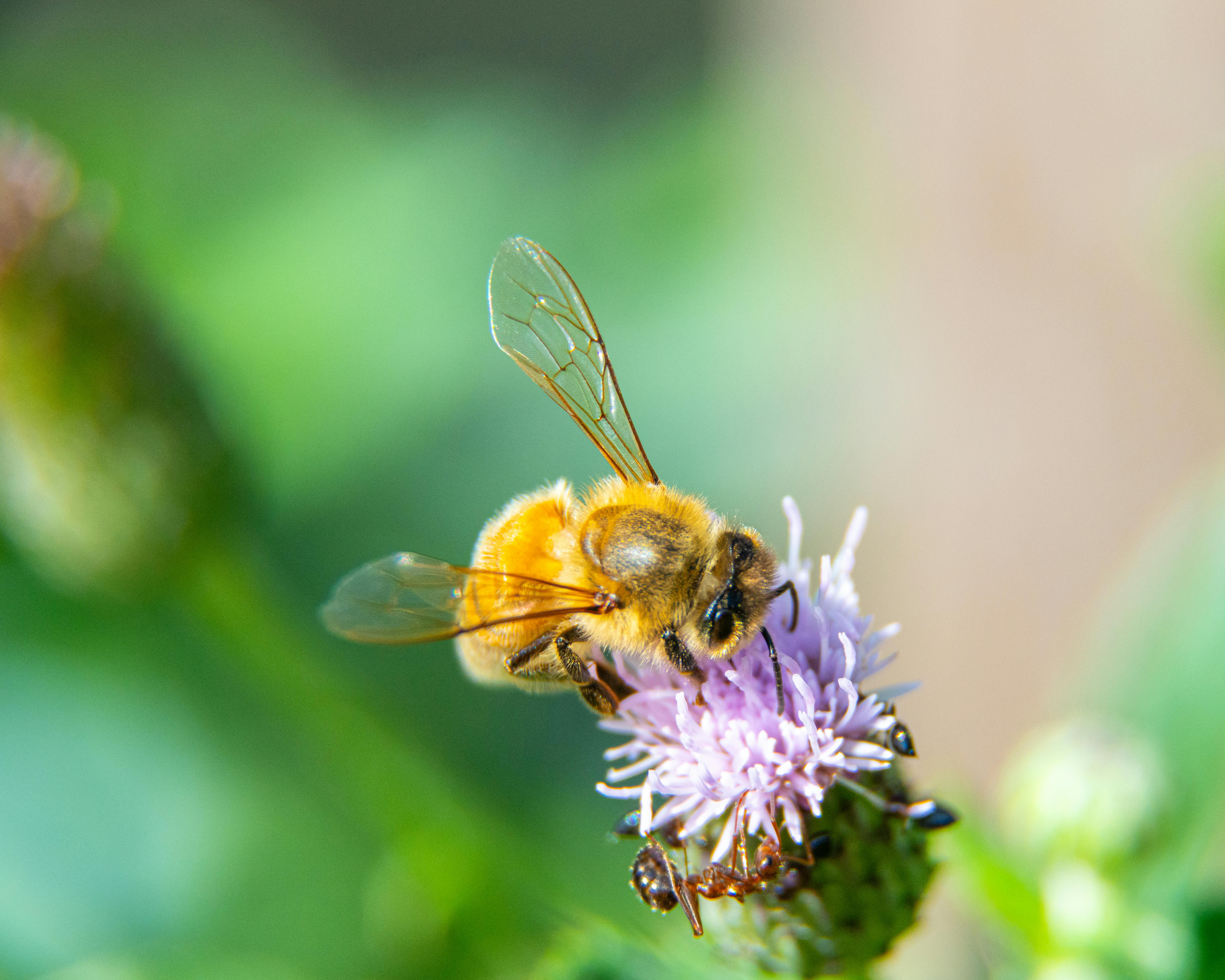 Ark Valley Civics Bee Competition to Send Three Local Students to State — Photo by Jay Brand on Pexels