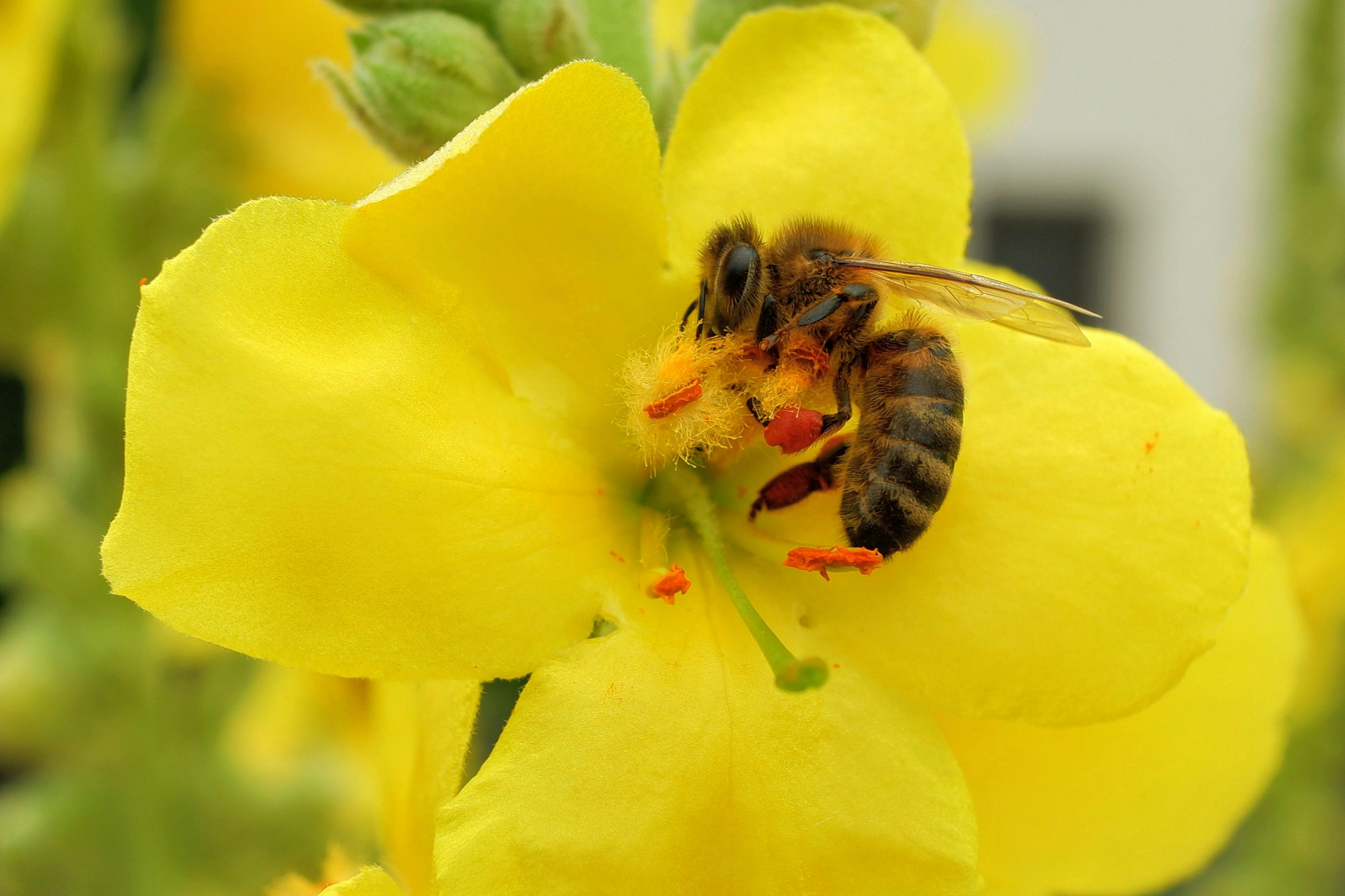 Jardines para Polinizadores: Principios Ecológicos e Implementación Práctica