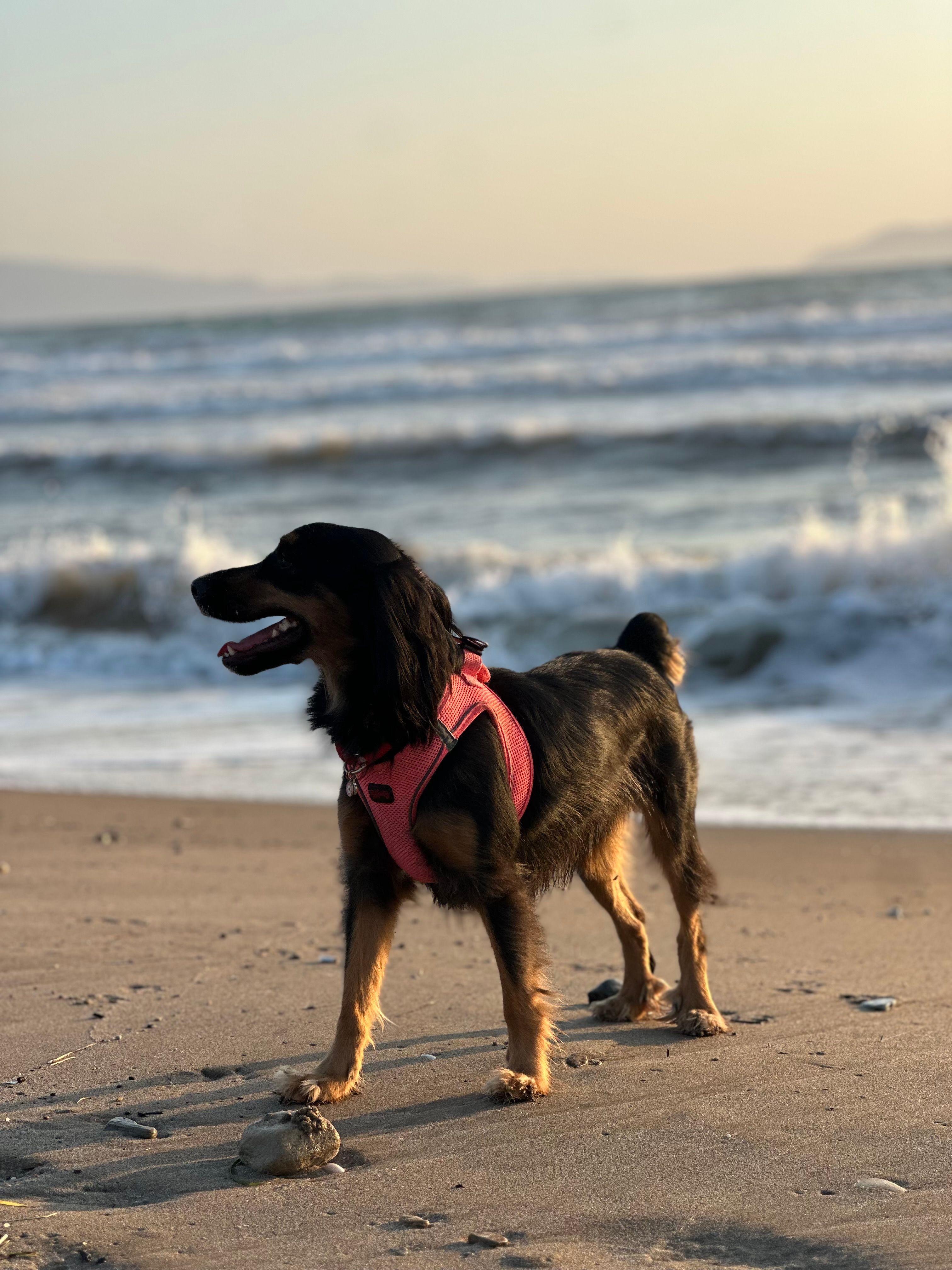 Cocker Spaniel wearing a pink harness playing on Kuşadası beach at sunset.