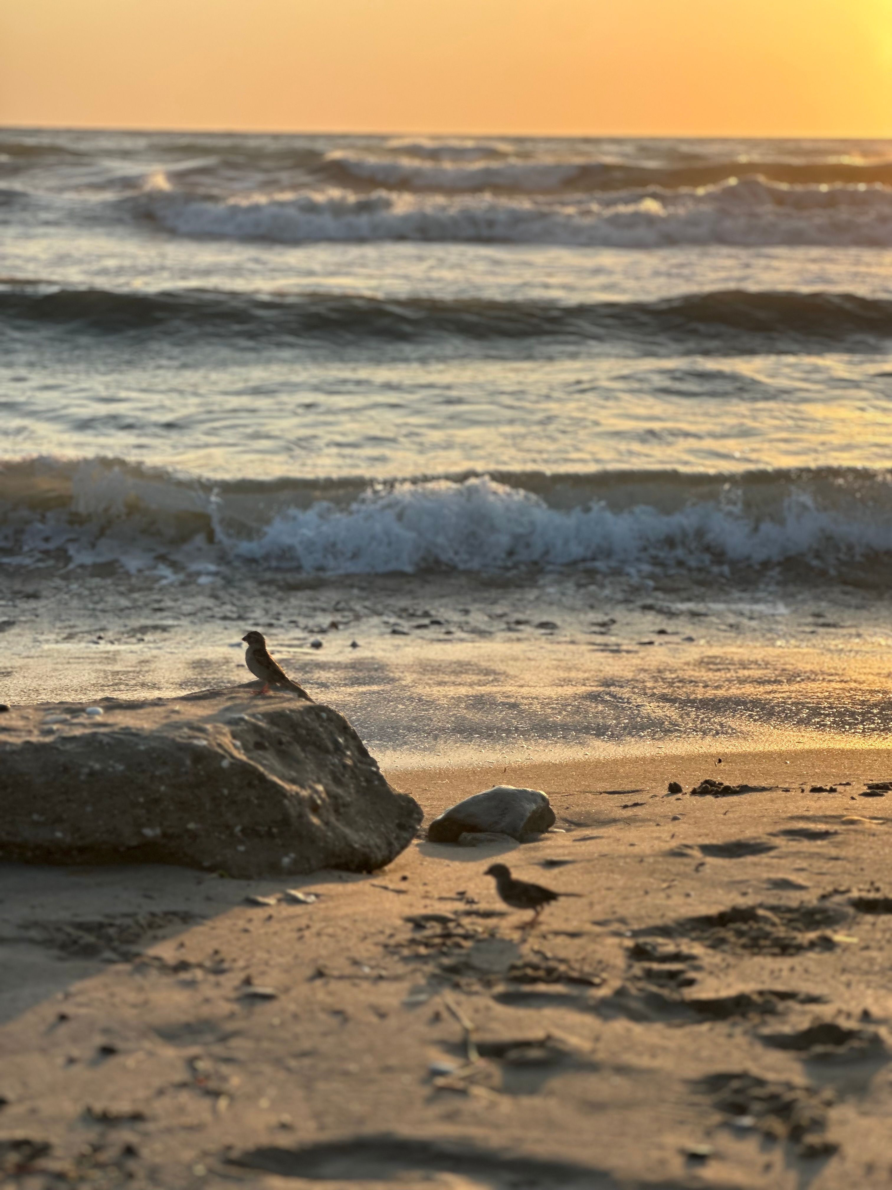 Serene Beach Sunset with Birds on Shoreline · Free Stock Photo