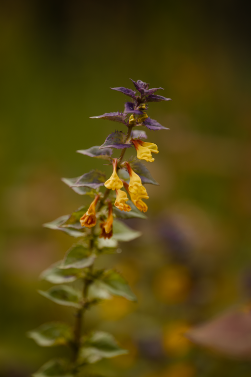 Free Vibrant wood cow-wheat wildflower with yellow and purple hues captured outdoors. Stock Photo