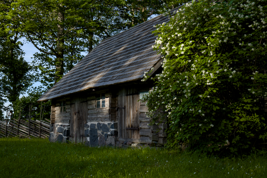 Quaint wooden cabin nestled amidst lush greenery during daylight.