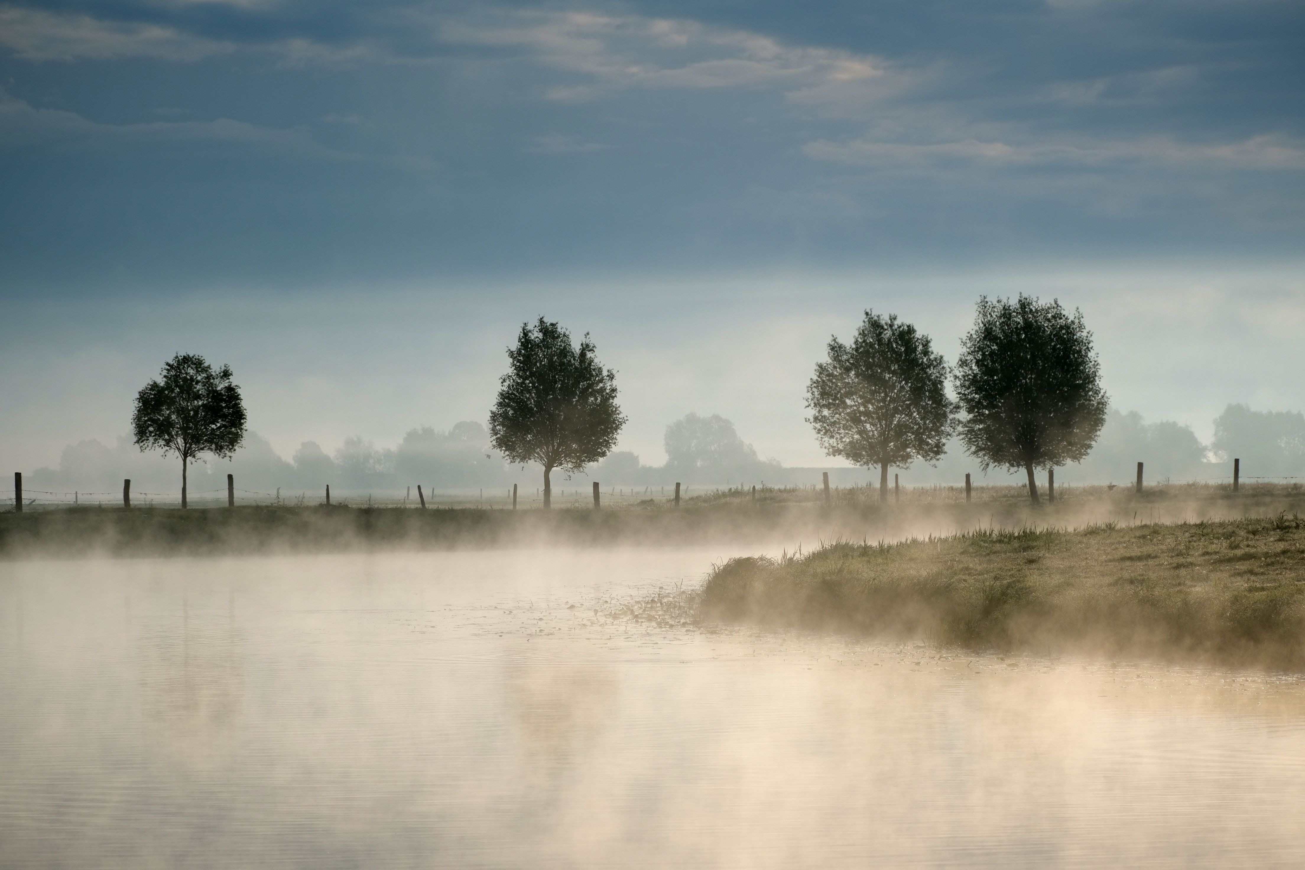 Serene Foggy Landscape with Trees and Mist · Free Stock Photo