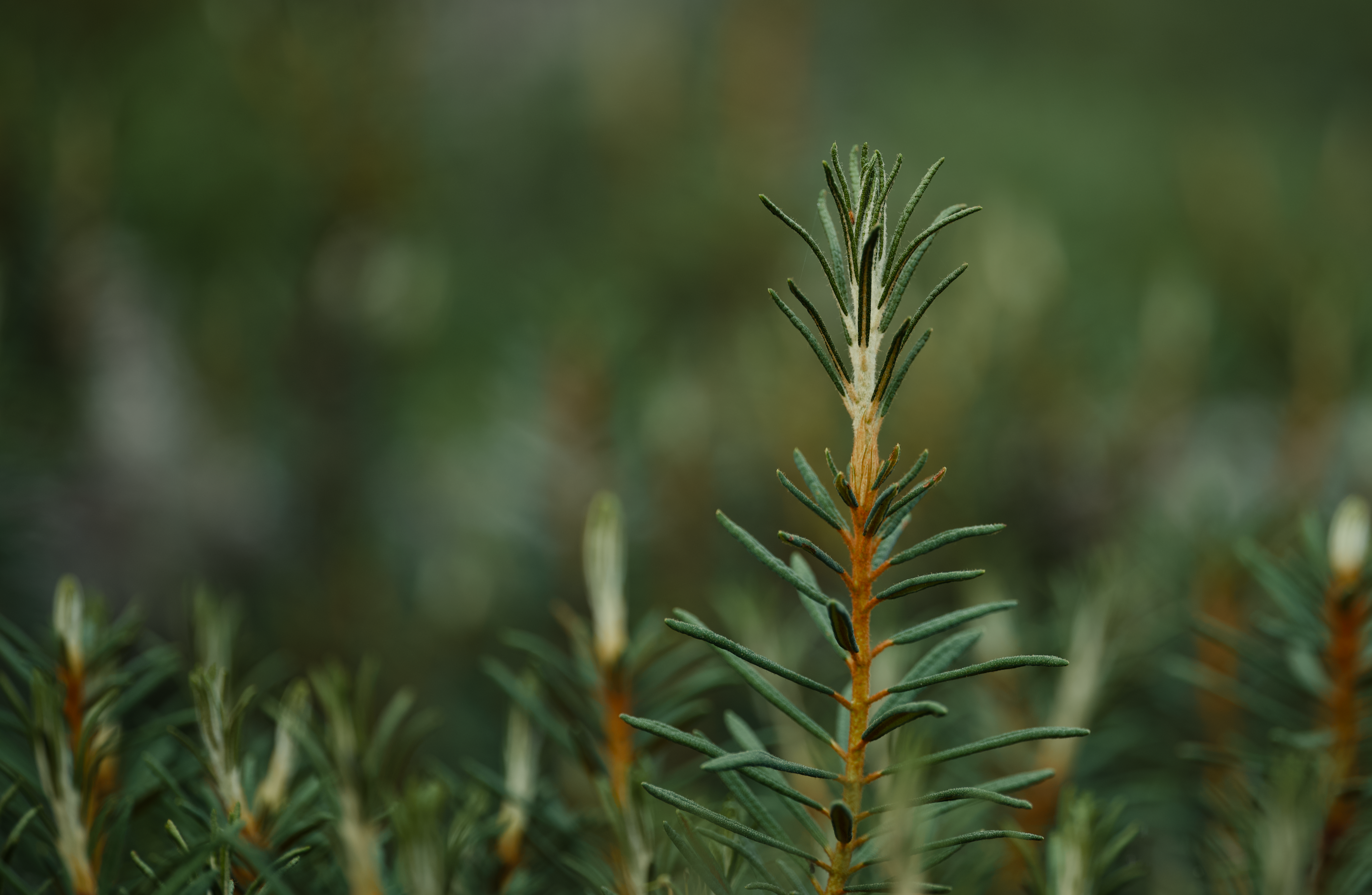 Marsh Labrador Herb / Ledum Palustre Plant Profile