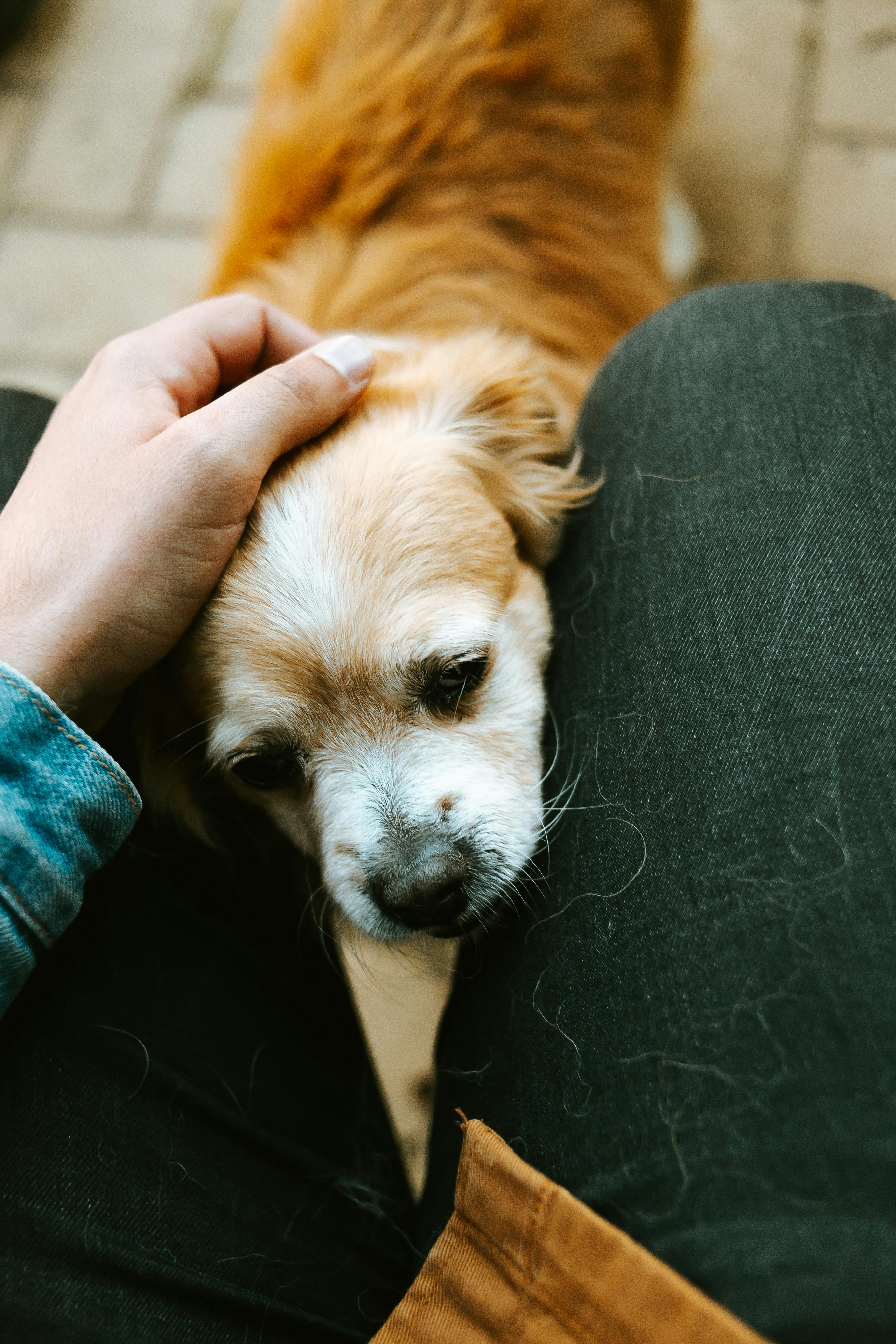 person petting a puppy between his legs