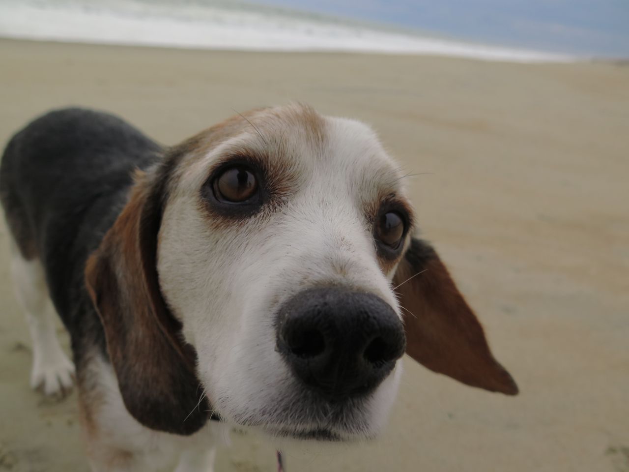 close up of a curious beagle on an ocean beach highlighting its expres