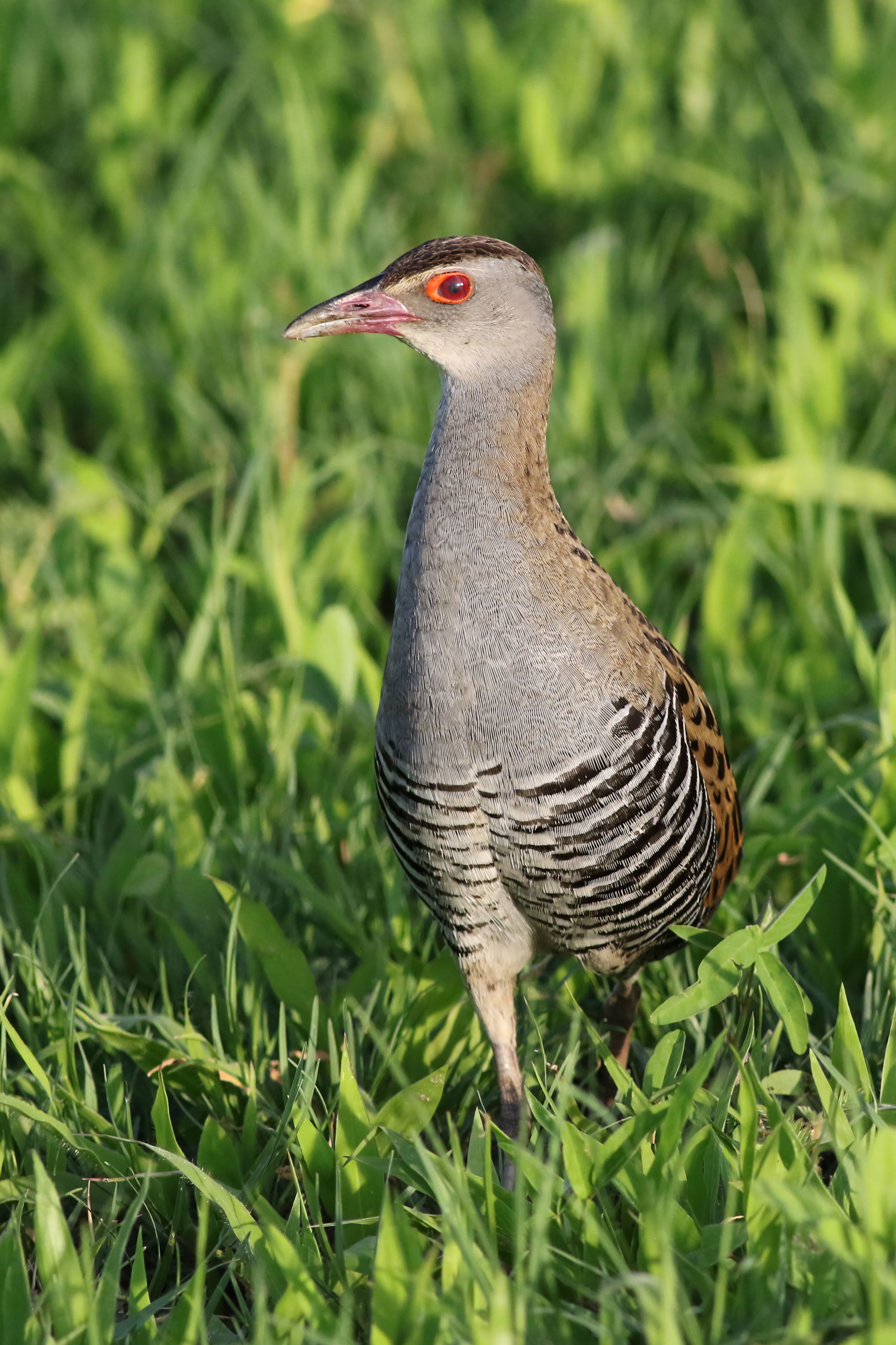 African Crake in Chobe National Park · Free Stock Photo