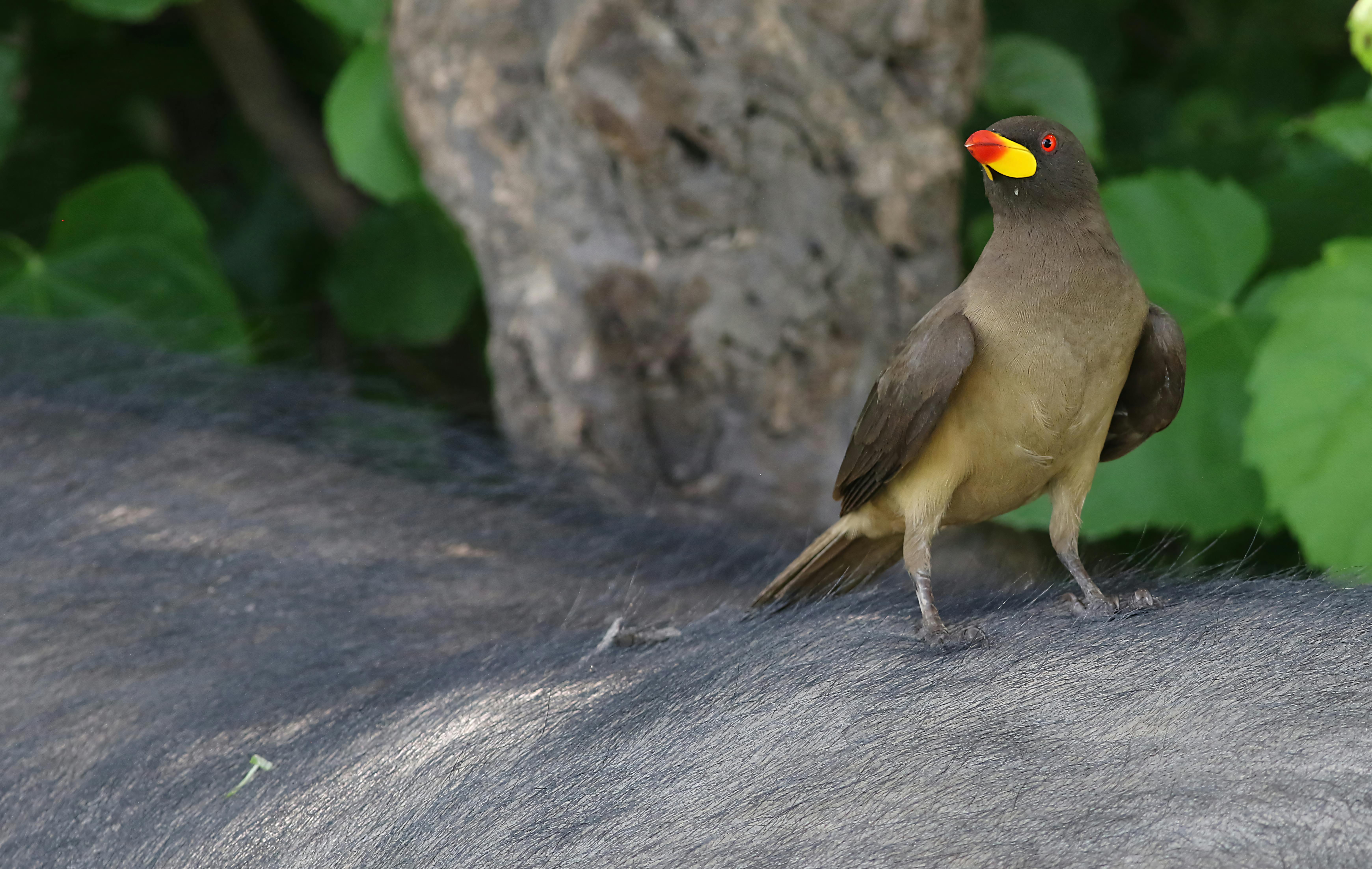 Tap into the Subconscious Mind: The Ultimate Guide to Mind Control