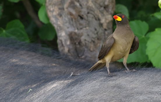 A yellow-billed oxpecker perched on an animal's back in a natural setting, Chobe National Park, Botswana.