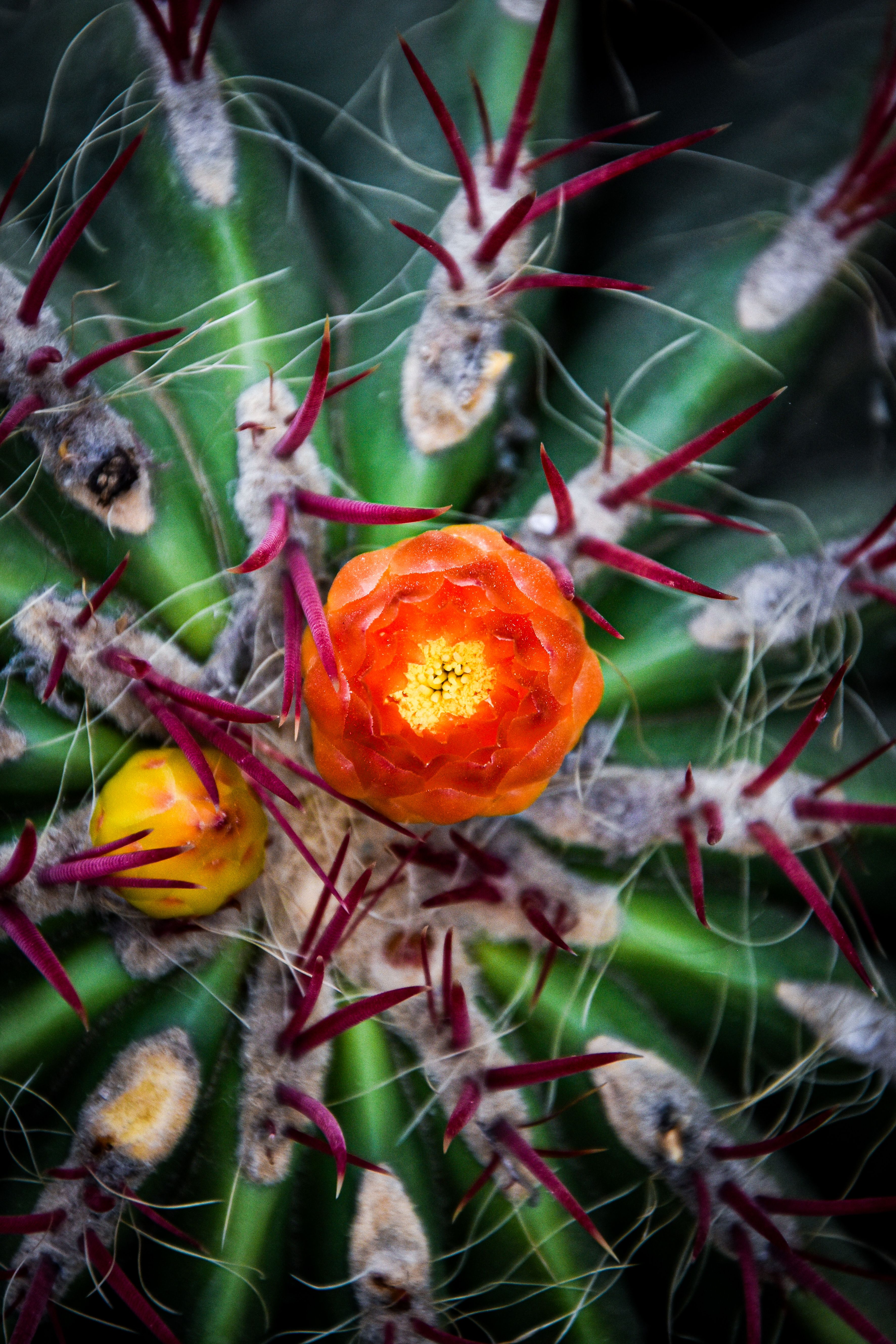 Cactus Flower Photos, Download The BEST Free Cactus Flower Stock Photos &  HD Images