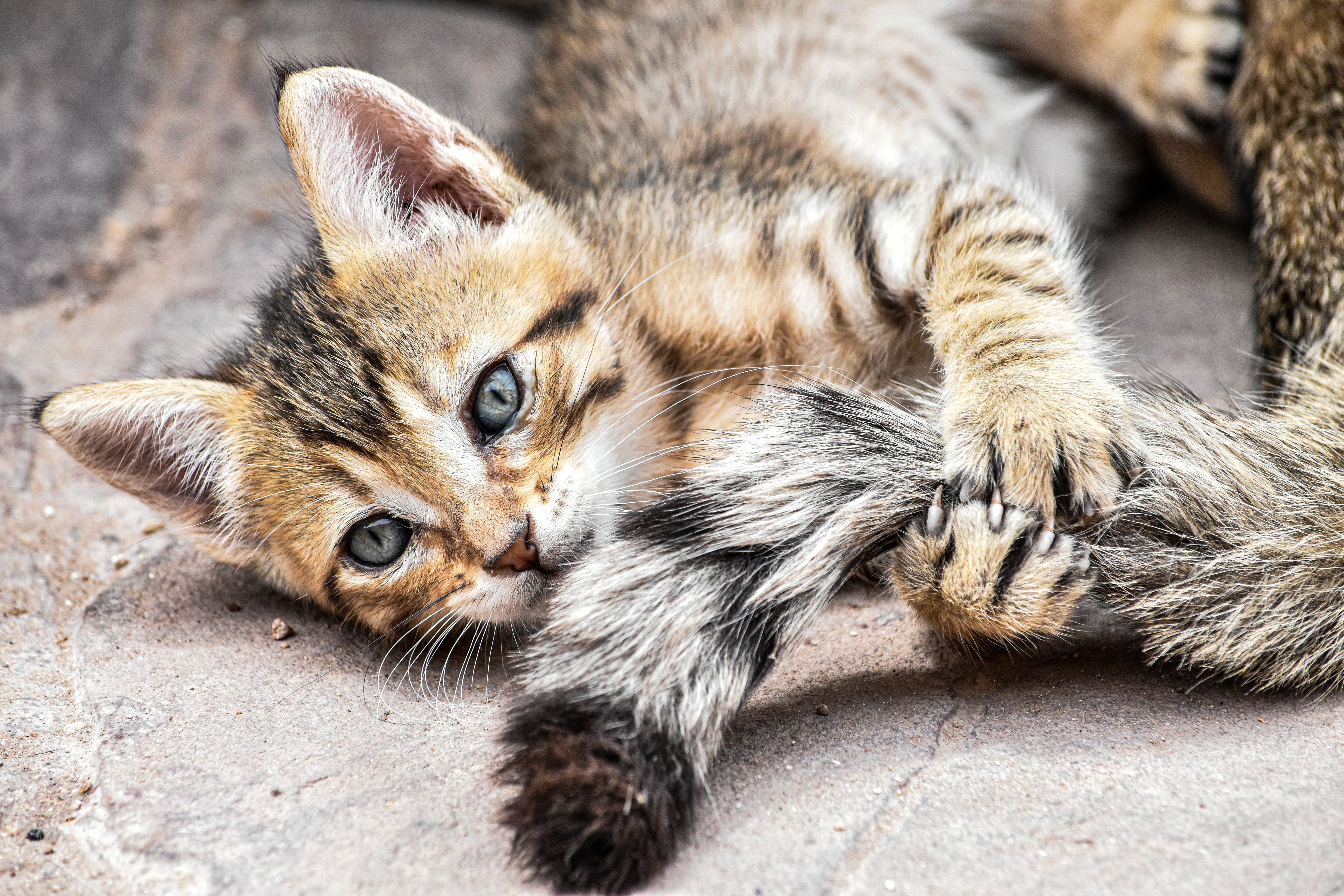 Adorable Tabby Kitten Playing Outdoors · Free Stock Photo