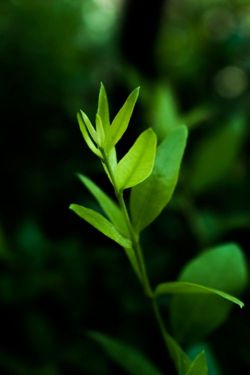 Free A detailed view of lush green leaves with a blurry forest background. Stock Photo