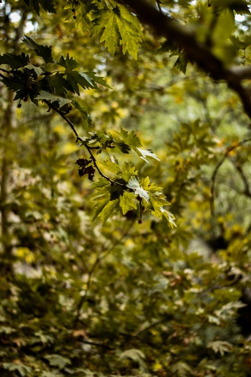 Free Vibrant green leaves in a dense forest setting, capturing the essence of fall. Stock Photo