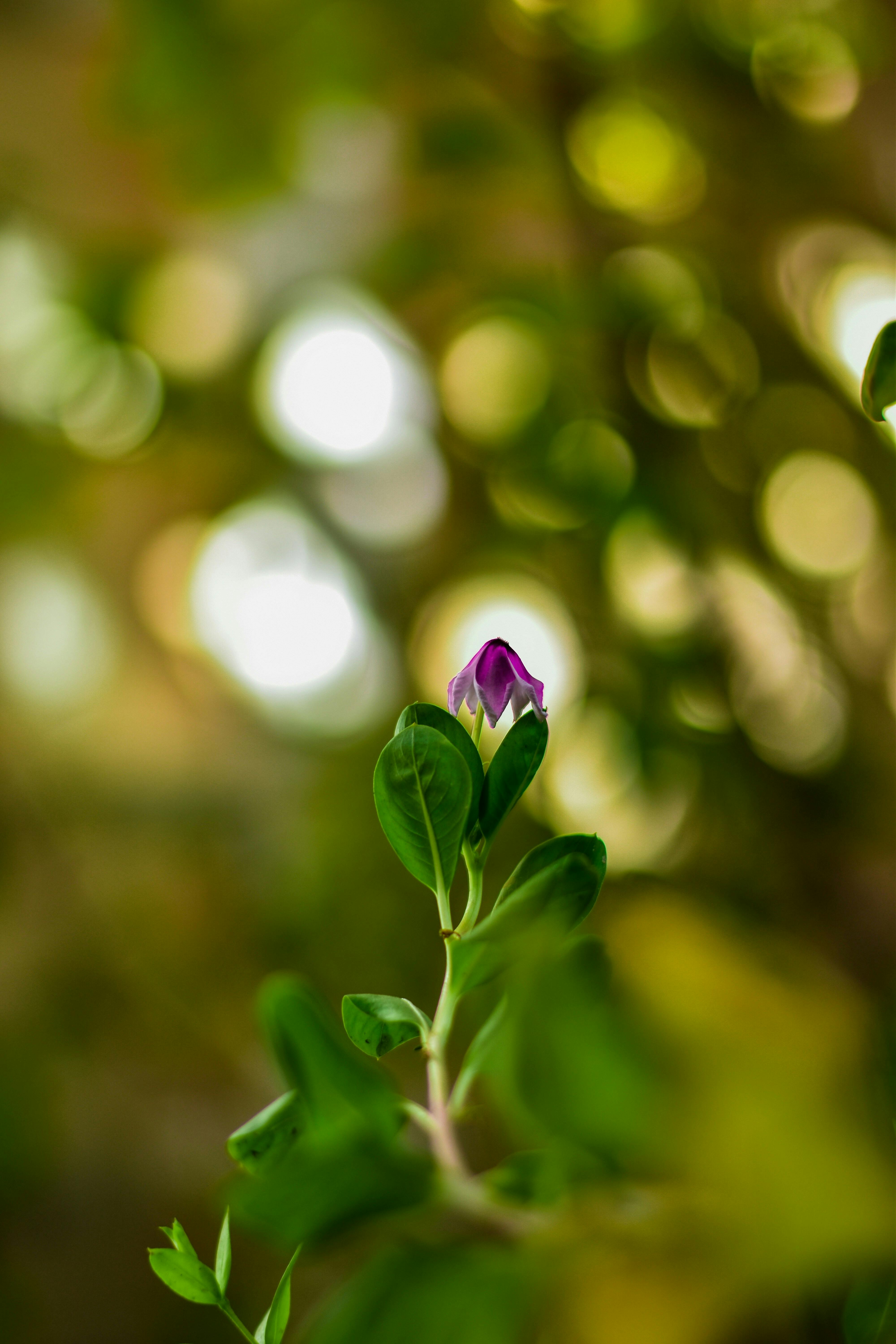 Close-up of a purple flower bud with green leaves and a soft bokeh background.