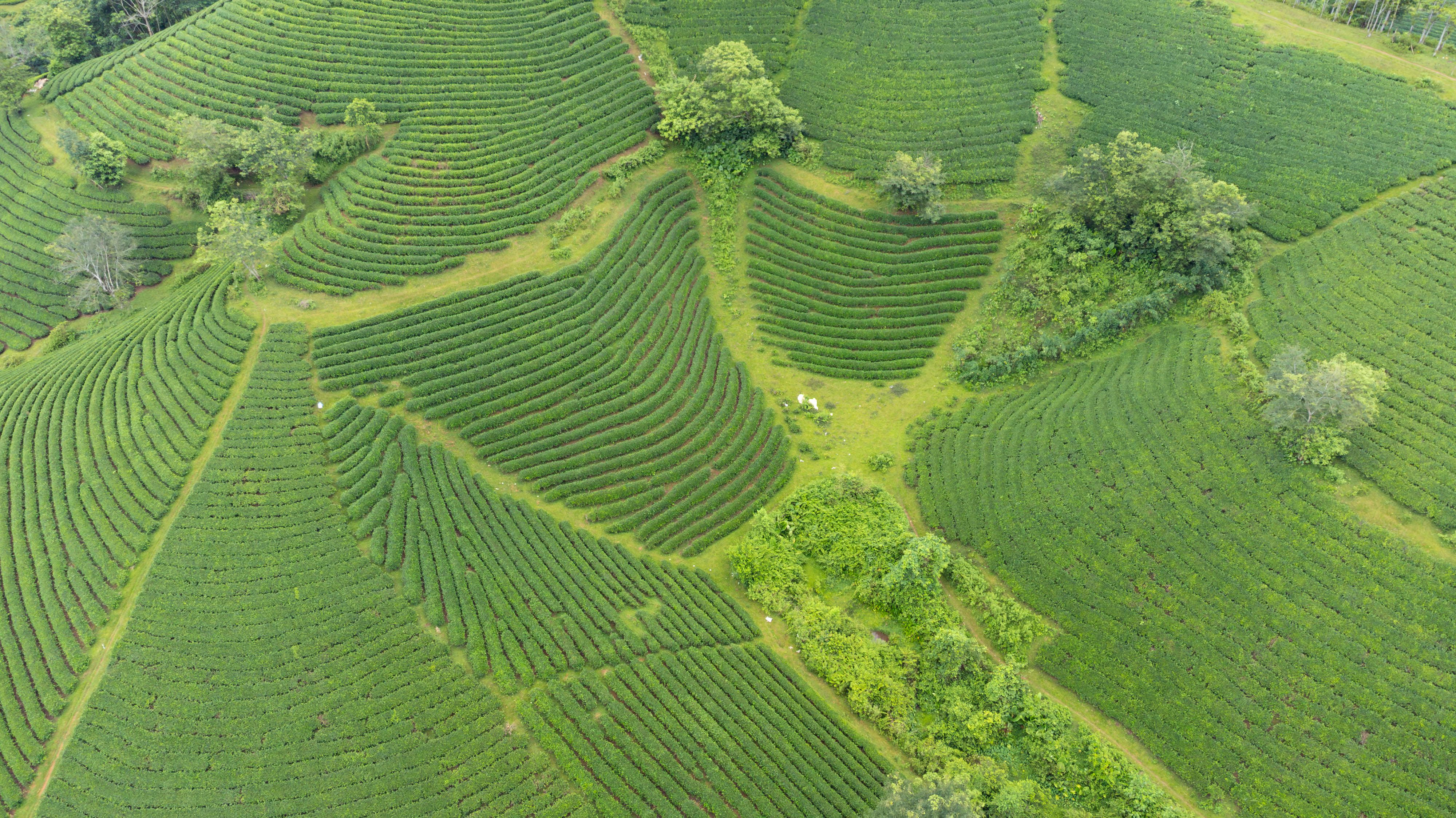 Lush Green Tea Fields in Vietnam's Countryside · Free Stock Photo