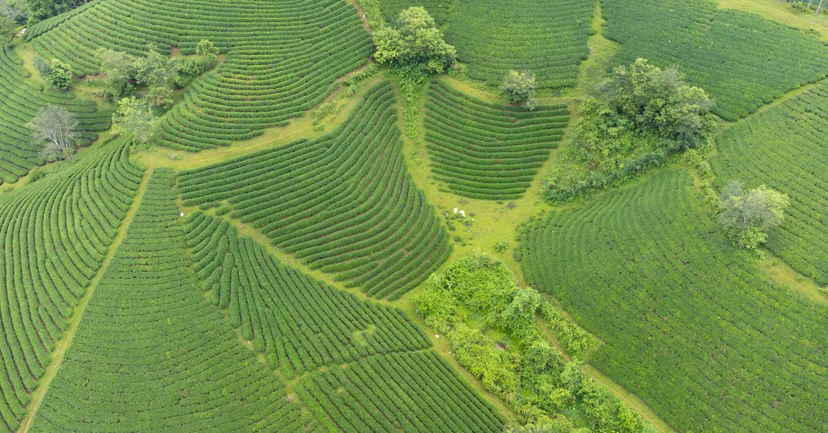 Tea Terrains Lush Green Tea Fields in Vietnam's Countryside · Free Stock Photo