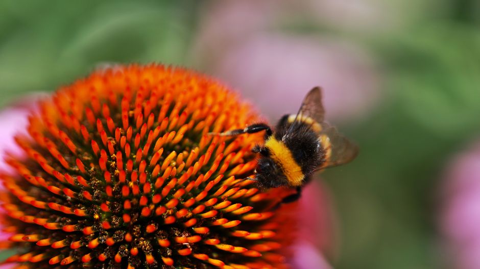 How to Identify Stingers: A Guide to Bees and Wasps