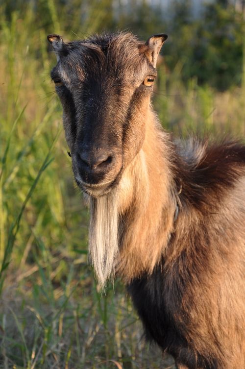Free A close-up shot of a goat with a long beard standing in a grassy field during daytime. Stock Photo
