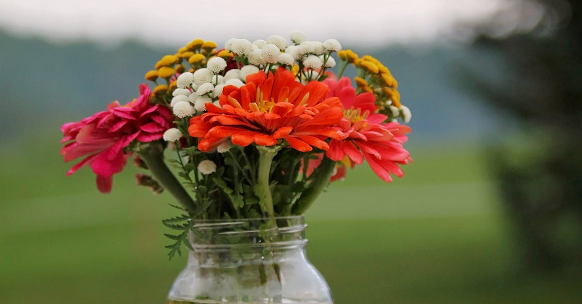 Free stock photo of zinnia bouquet