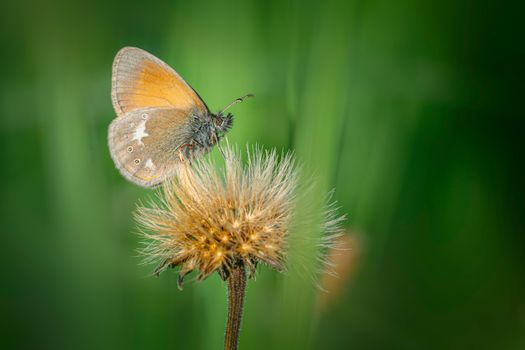 Macro shot of a chestnut heath butterfly perched on a flower, showcasing intricate details.