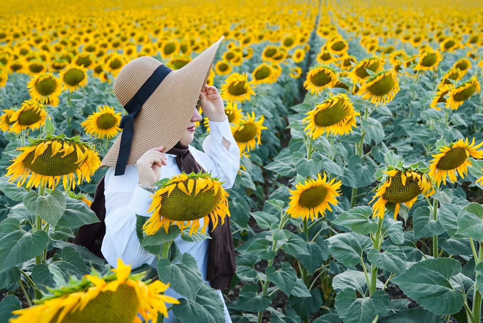 Among the sunflowers paint by numbers