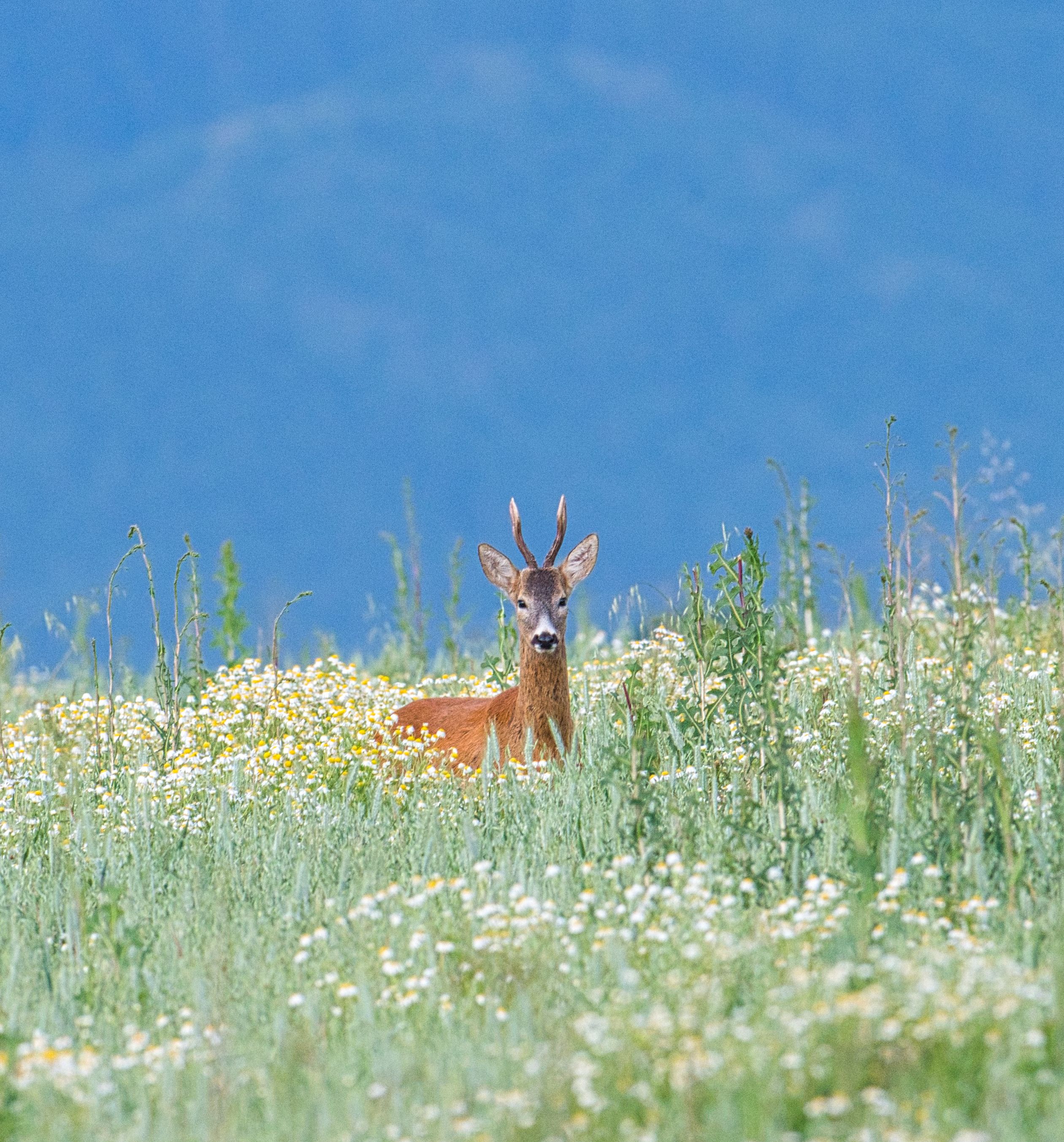 Roe Deer in Summer Meadow, Poprad, Slovakia · Free Stock Photo