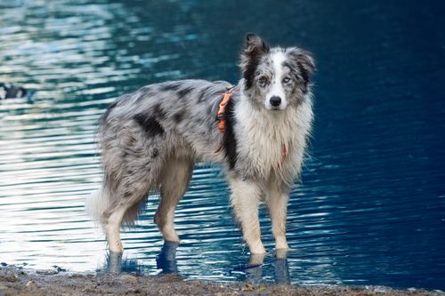 Free A beautiful Border Collie stands by a serene waterside, captured in Poprad, Slovakia. Stock Photo