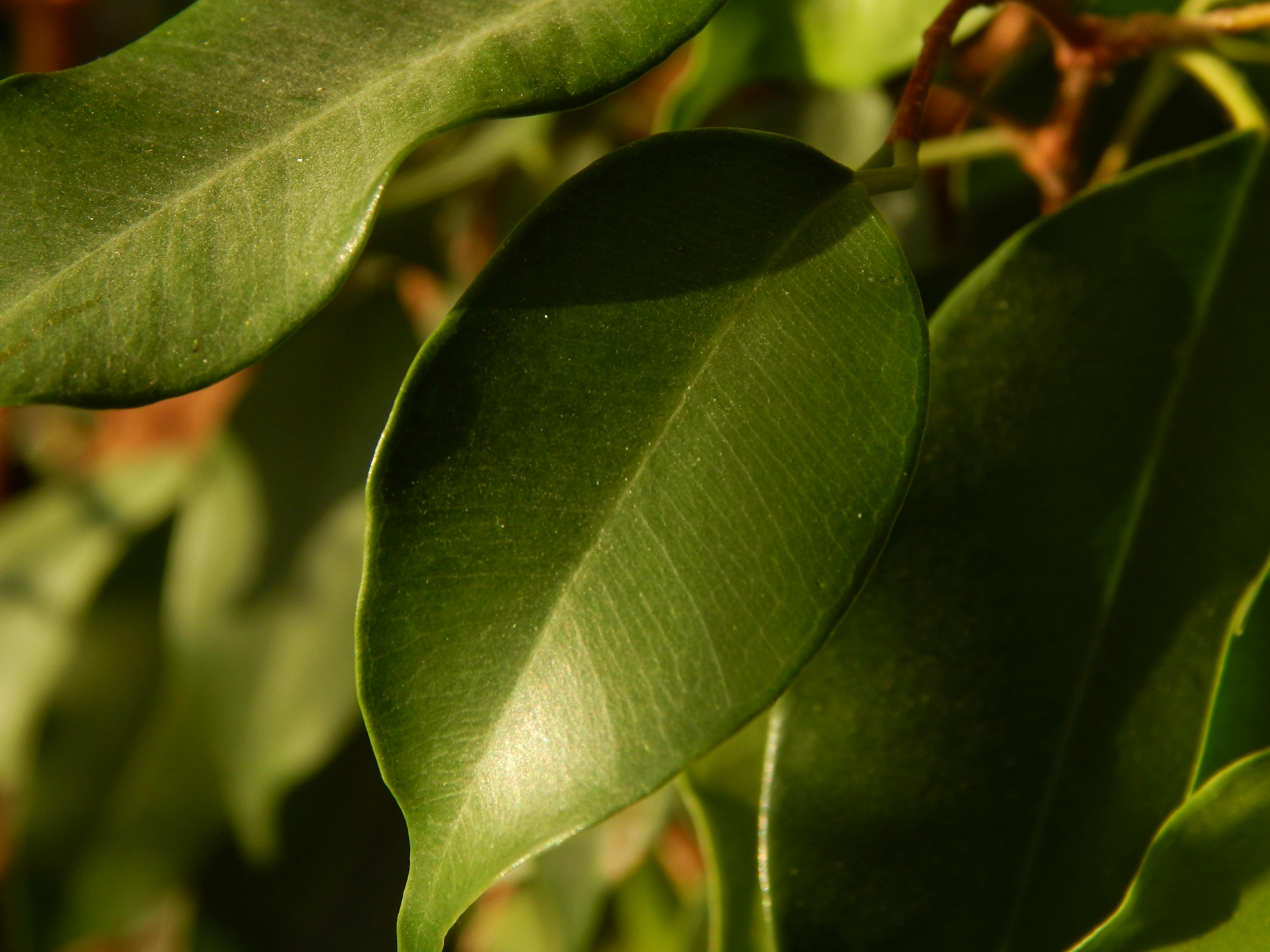 Detailed close-up of vibrant green leaves with sunlight highlighting the textures.