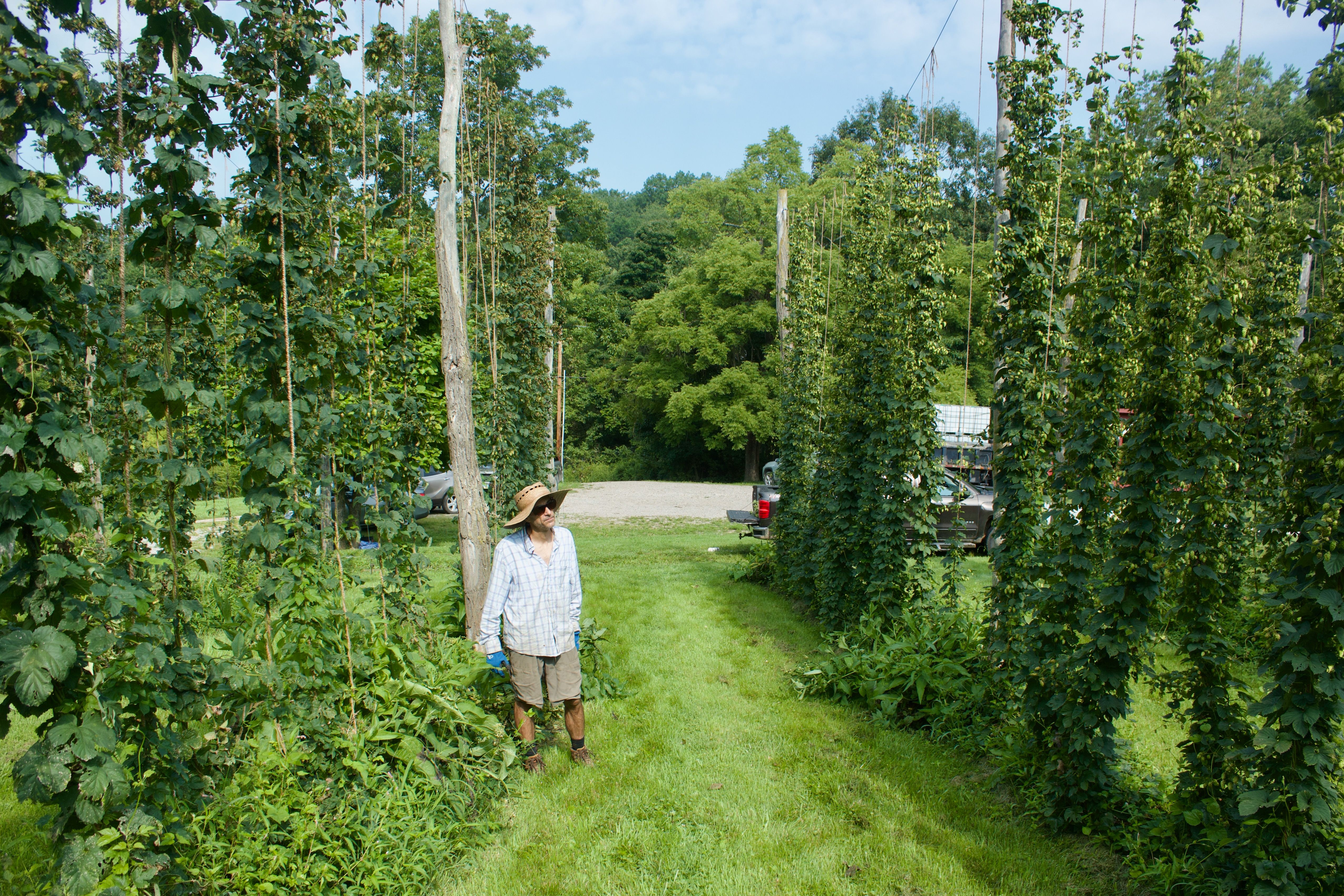 Farmer in Hops Field on a Summer Day in Ohio · Free Stock Photo