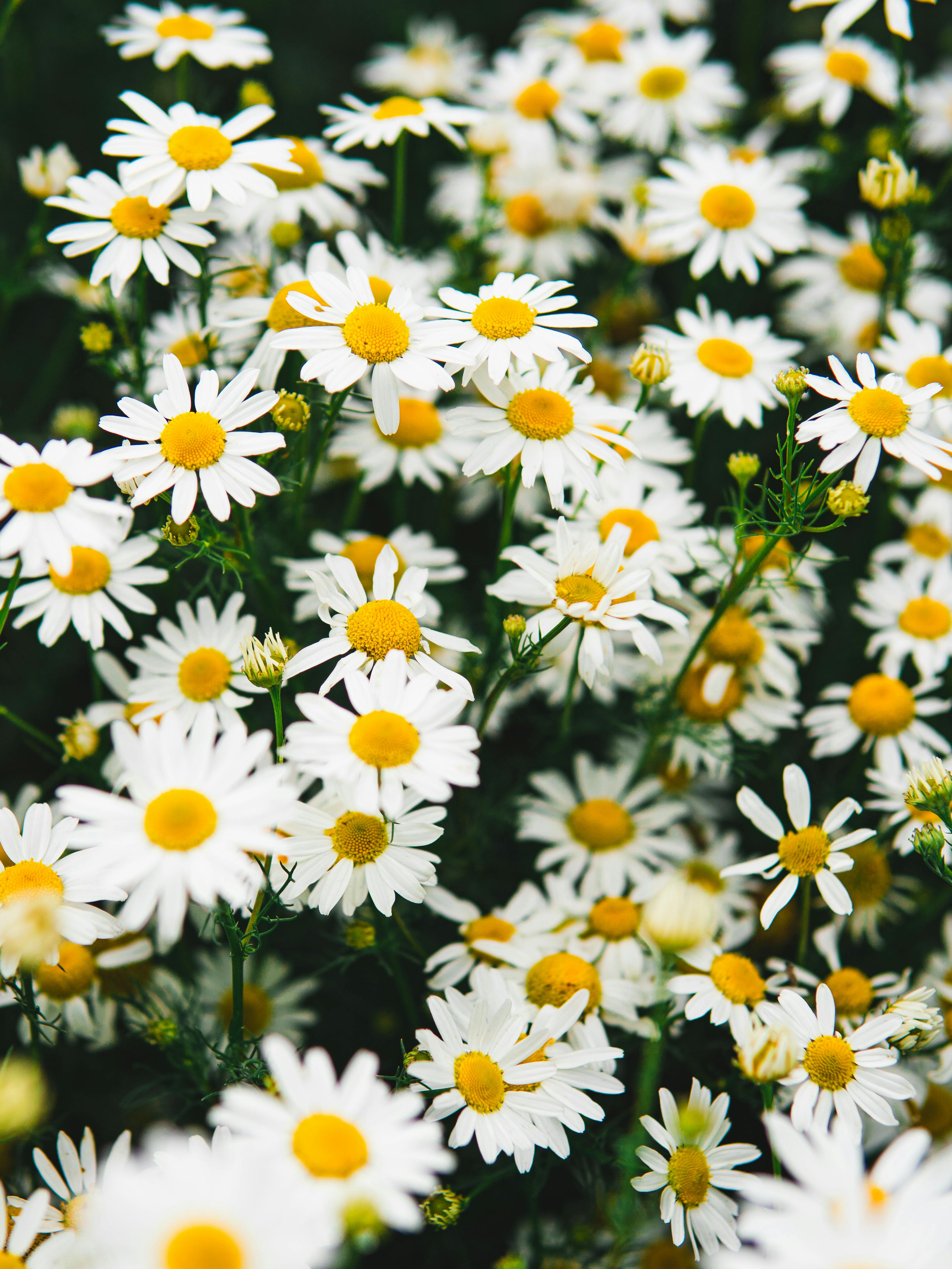 A close-up view of vibrant blooming daisies capturing the essence of spring. Perfect for nature-themed projects.