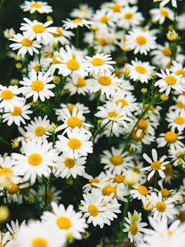 A close-up view of vibrant blooming daisies capturing the essence of spring. Perfect for nature-themed projects.