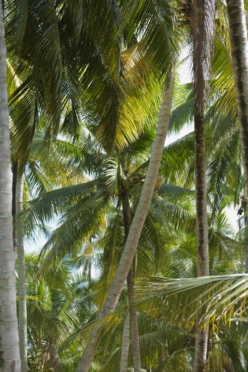 Free Tall coconut trees with lush green leaves in a tropical forest create a serene and natural atmosphere. Stock Photo