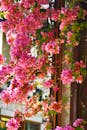 Vibrant Pink Bougainvillea in Sunlit Street Scene