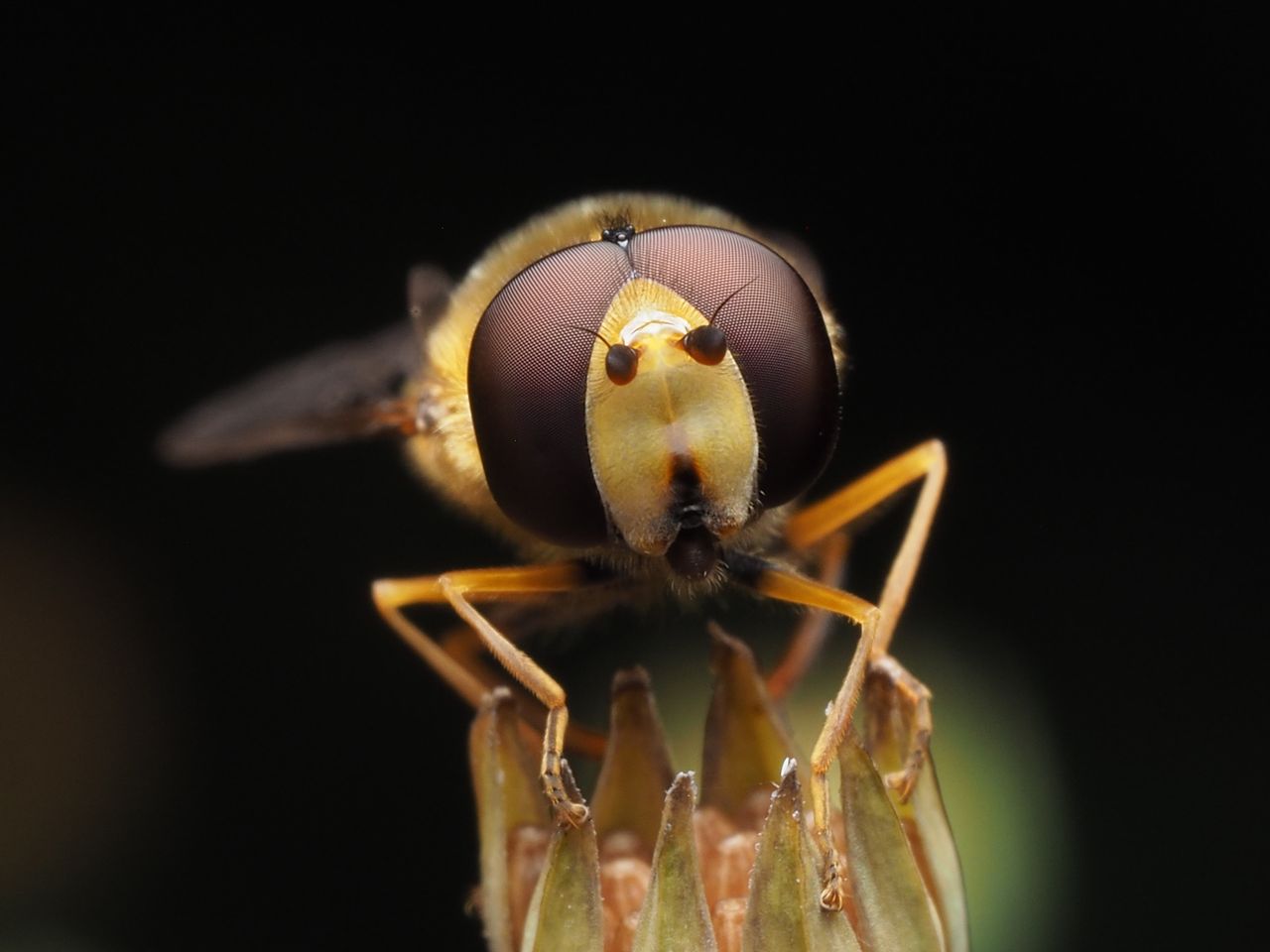 close up image of a hoverfly perched on a flower bud showcasing intric
