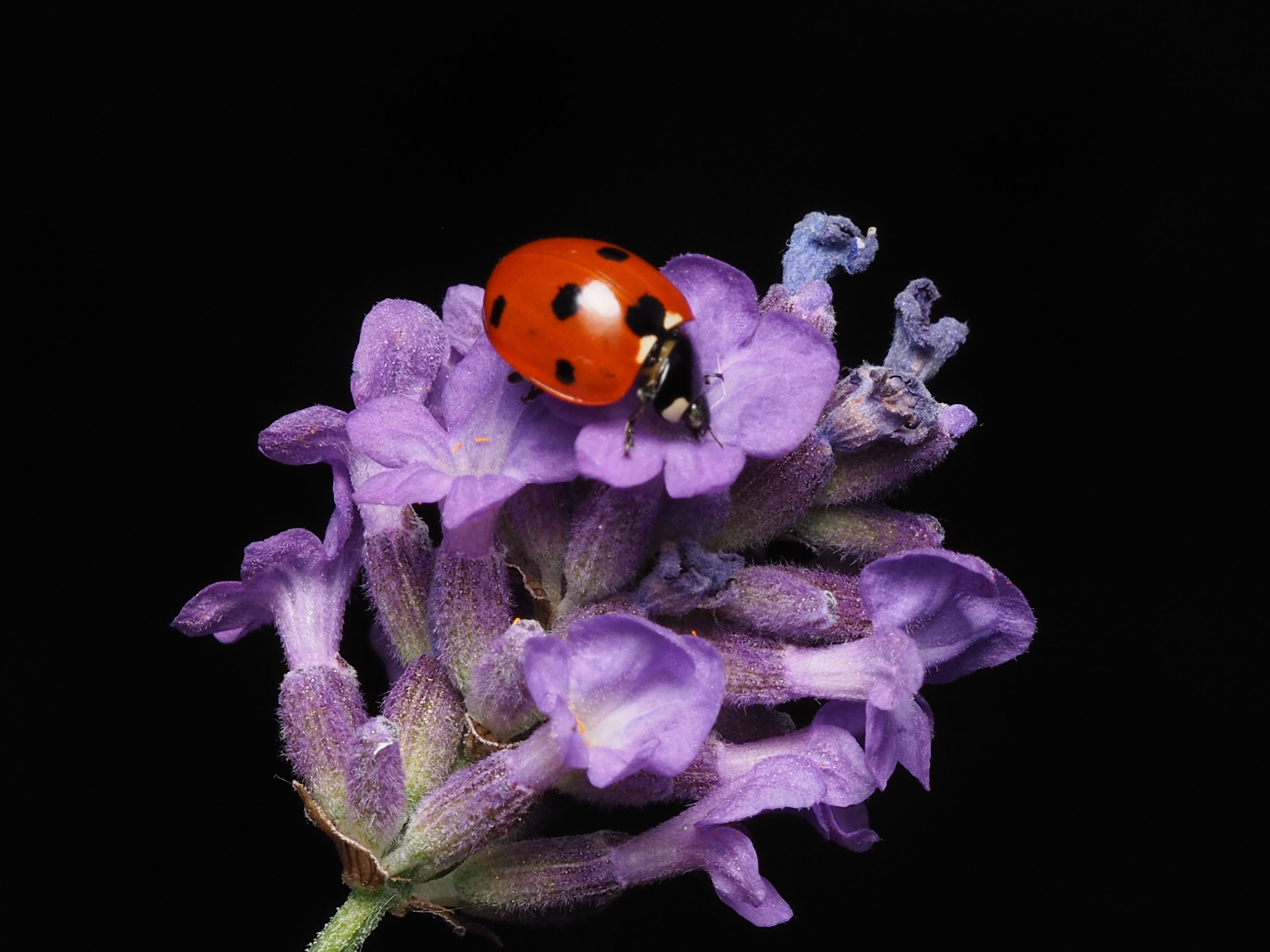 A detailed macro photo of a ladybug resting on a vibrant lavender flower against a dark background.