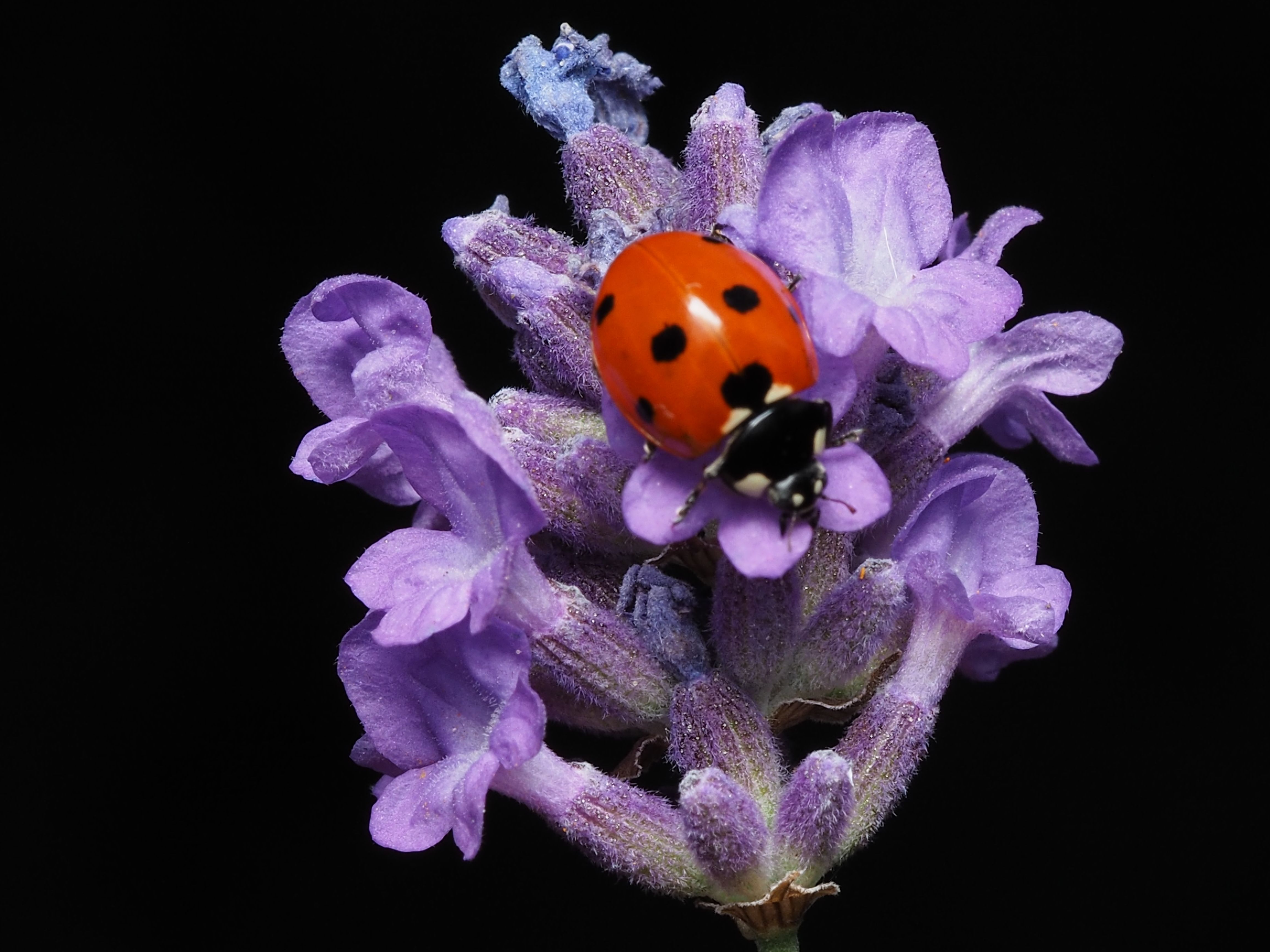 Close-up of a ladybug on lavender, capturing the beauty of macro nature photography.