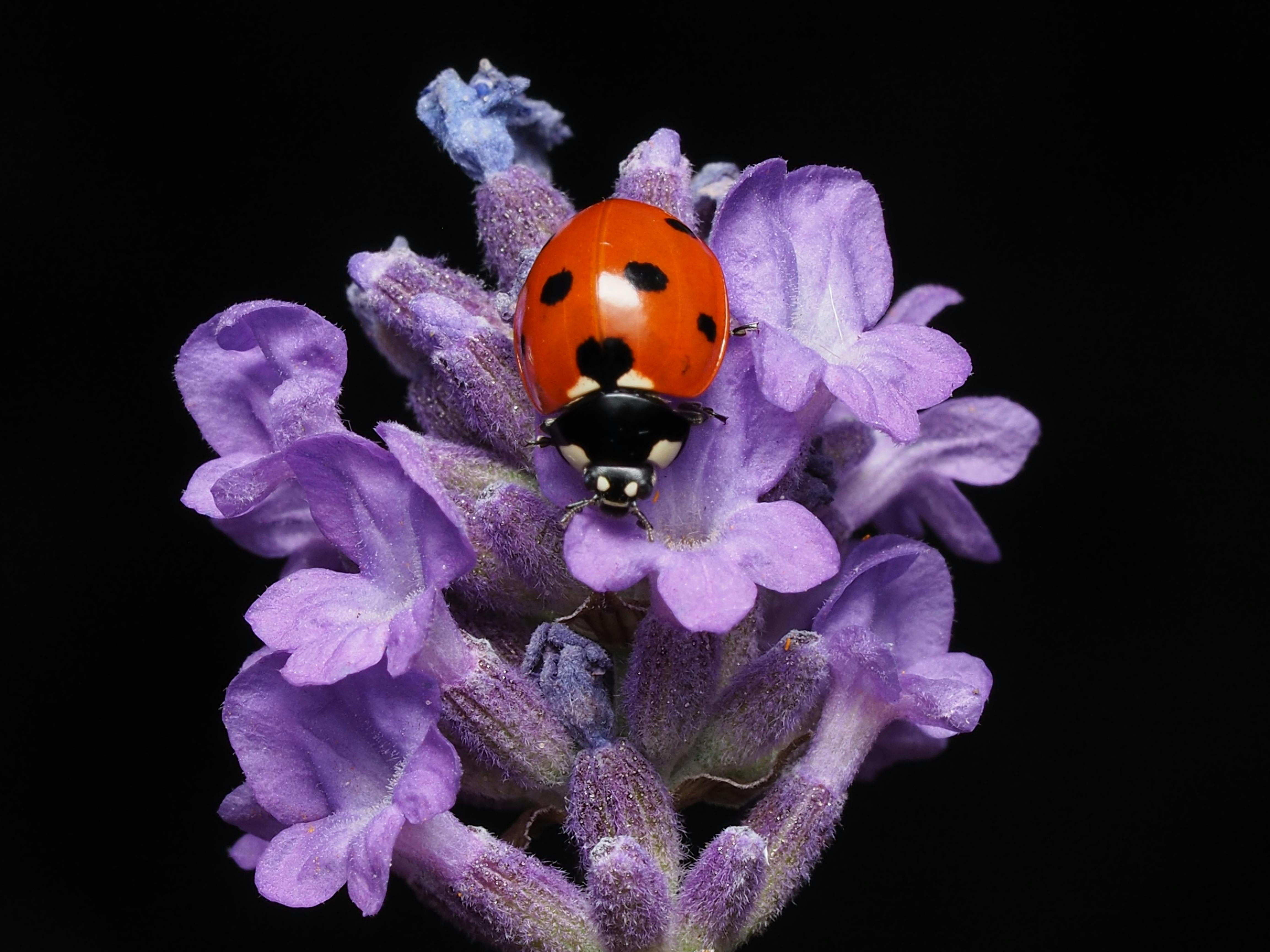 Purple Ladybug Material - Etsy, image size:4608x3456