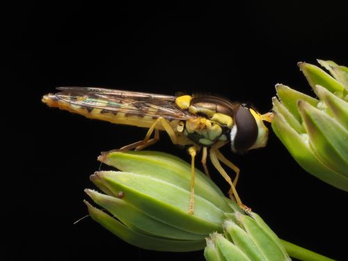 Free Detailed macro photograph of a hoverfly perched on green buds, highlighting the insect's features. Stock Photo
