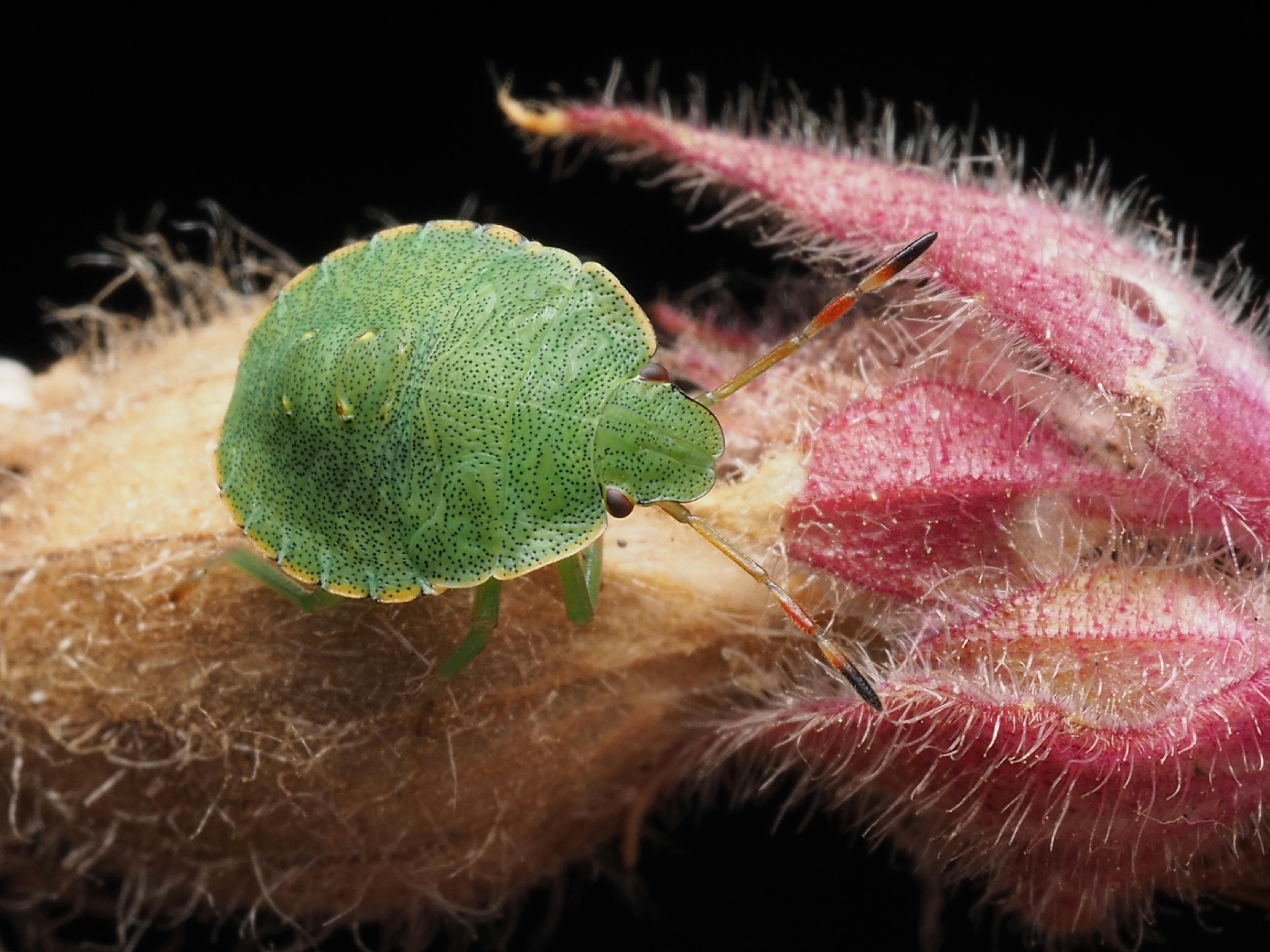 Macro shot of a green stink bug on a pink fuzzy plant, highlighting its unique texture and color.