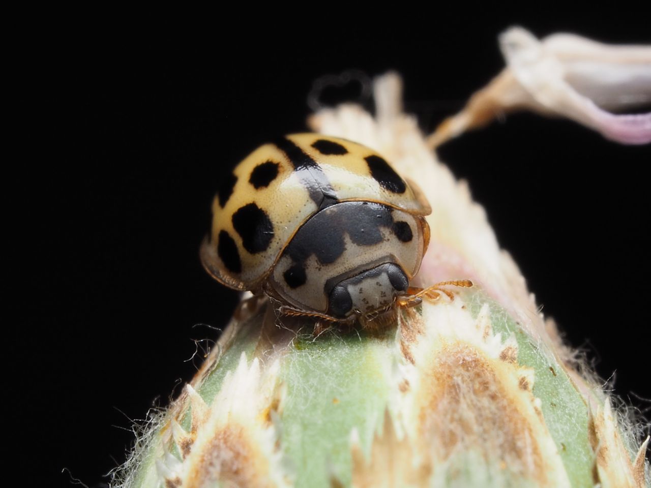 macro shot of a harmonia axyridis ladybug on a plant with a black back