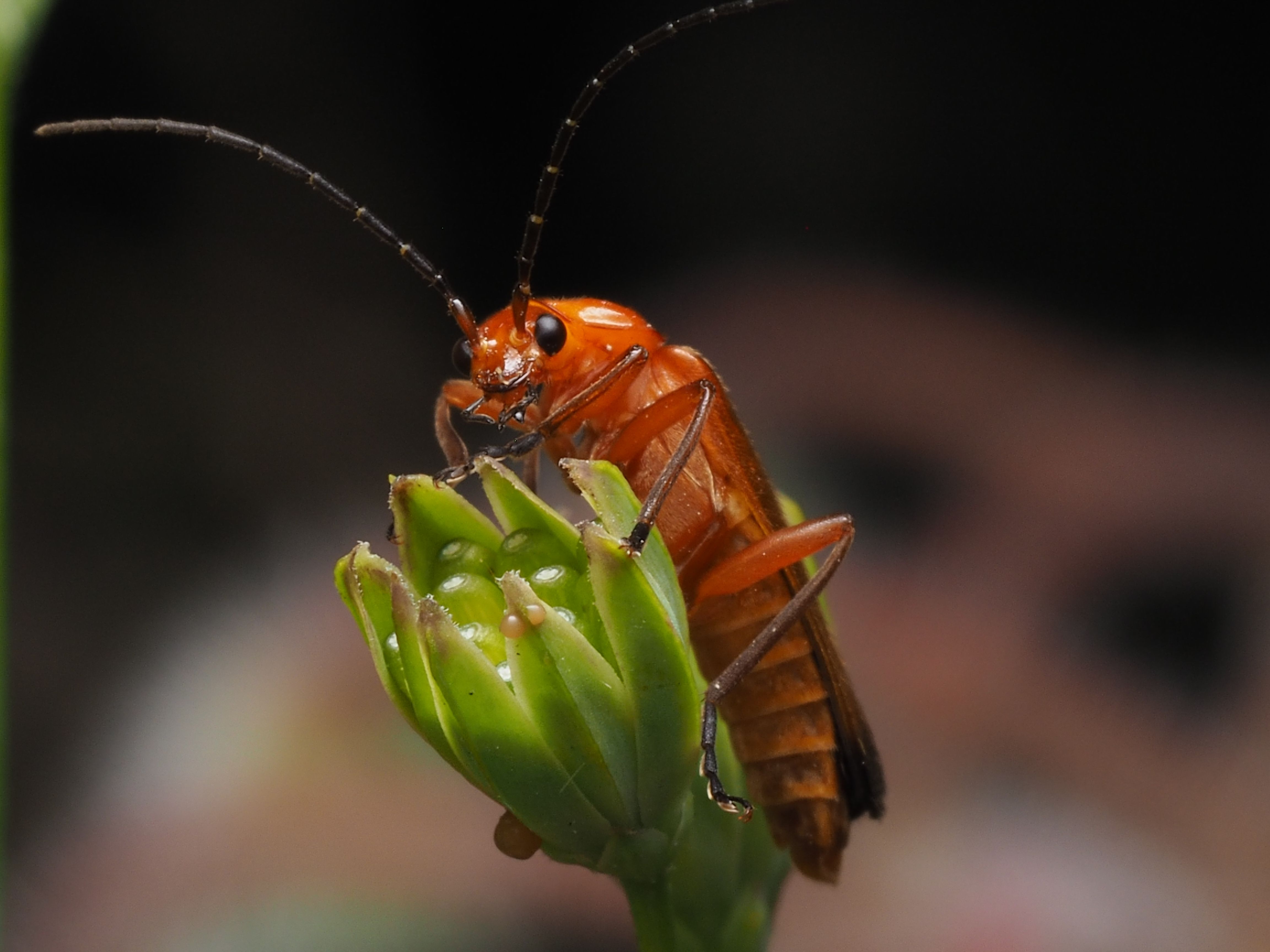 Close-up of Soldier Beetle on Green Bud · Free Stock Photo