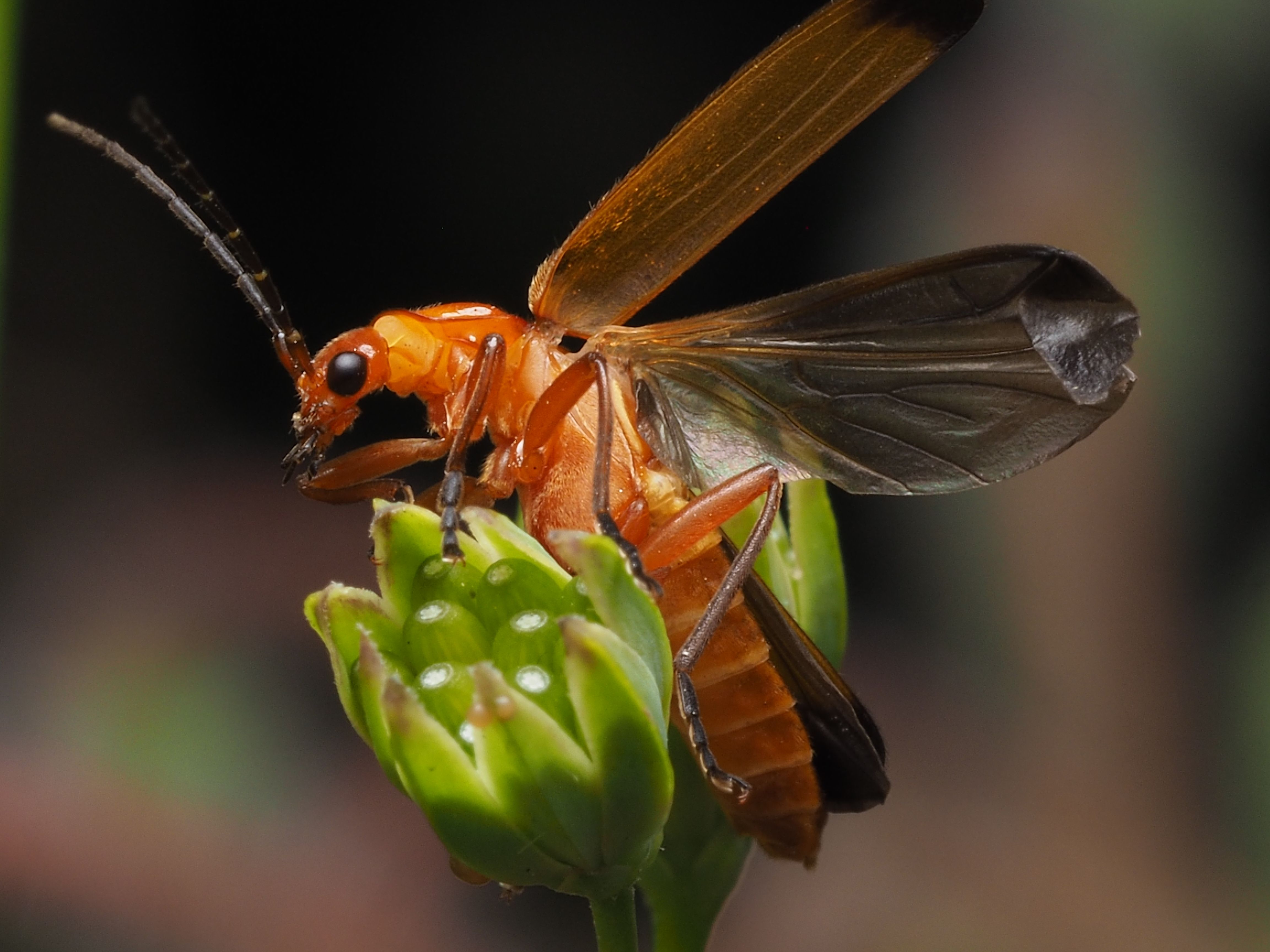 Close-Up of Soldier Beetle on Bud in Nature · Free Stock Photo