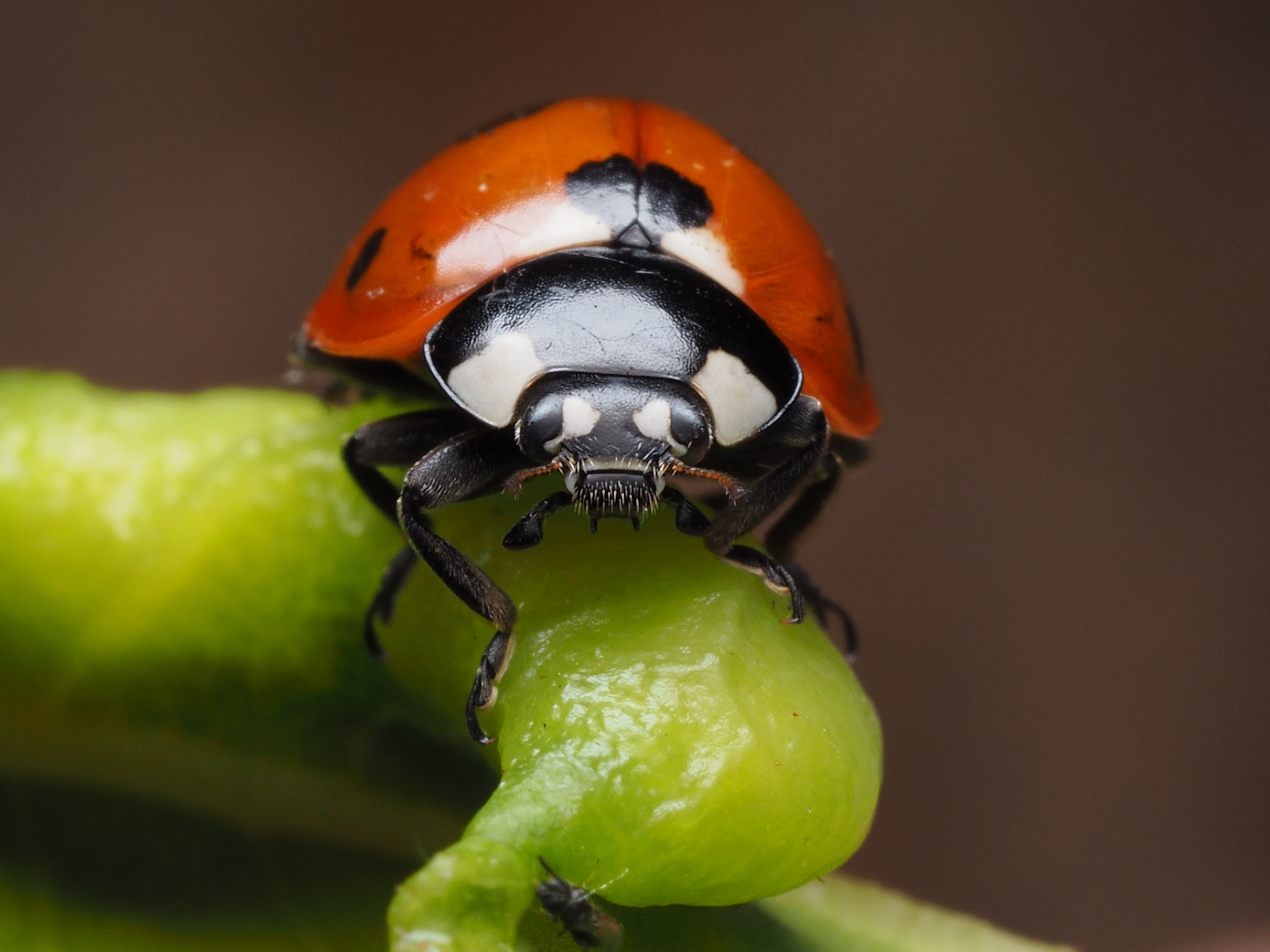 Close-Up of a Ladybug on Green Leaf · Free Stock Photo