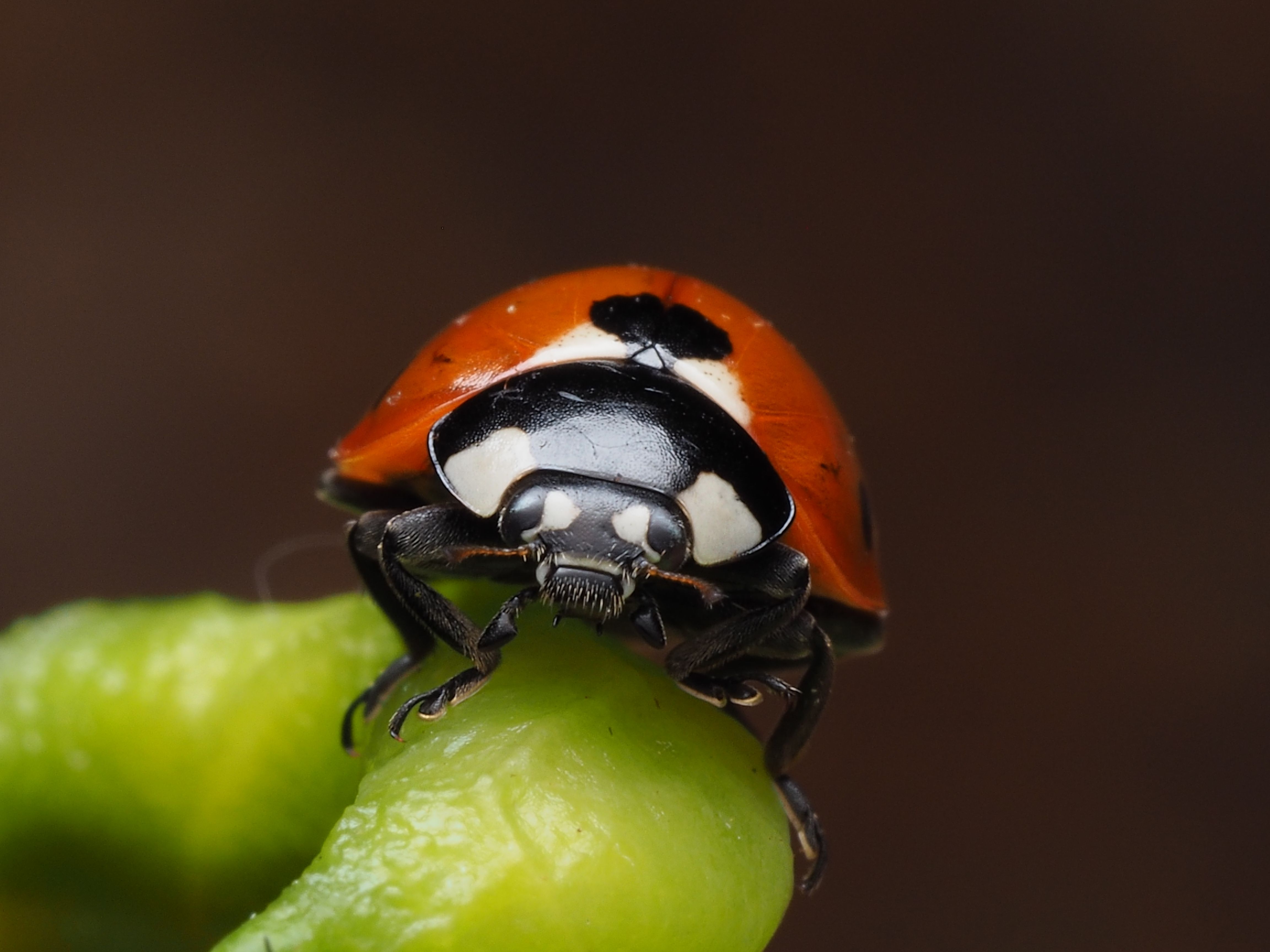 Close-up of Ladybug Predation on Aphid · Free Stock Photo