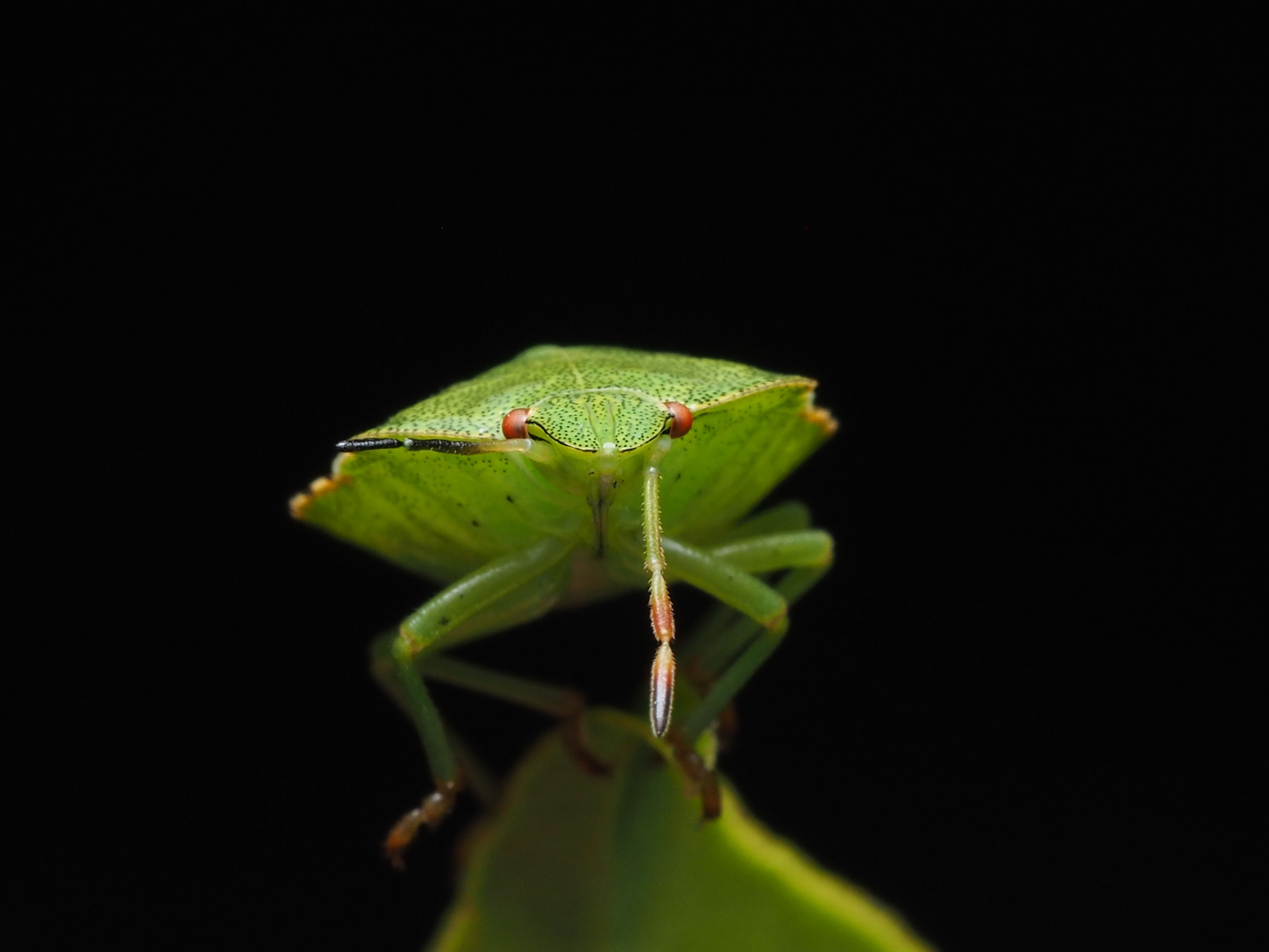 Macro Shot of a Green Shield Bug on a Leaf · Free Stock Photo