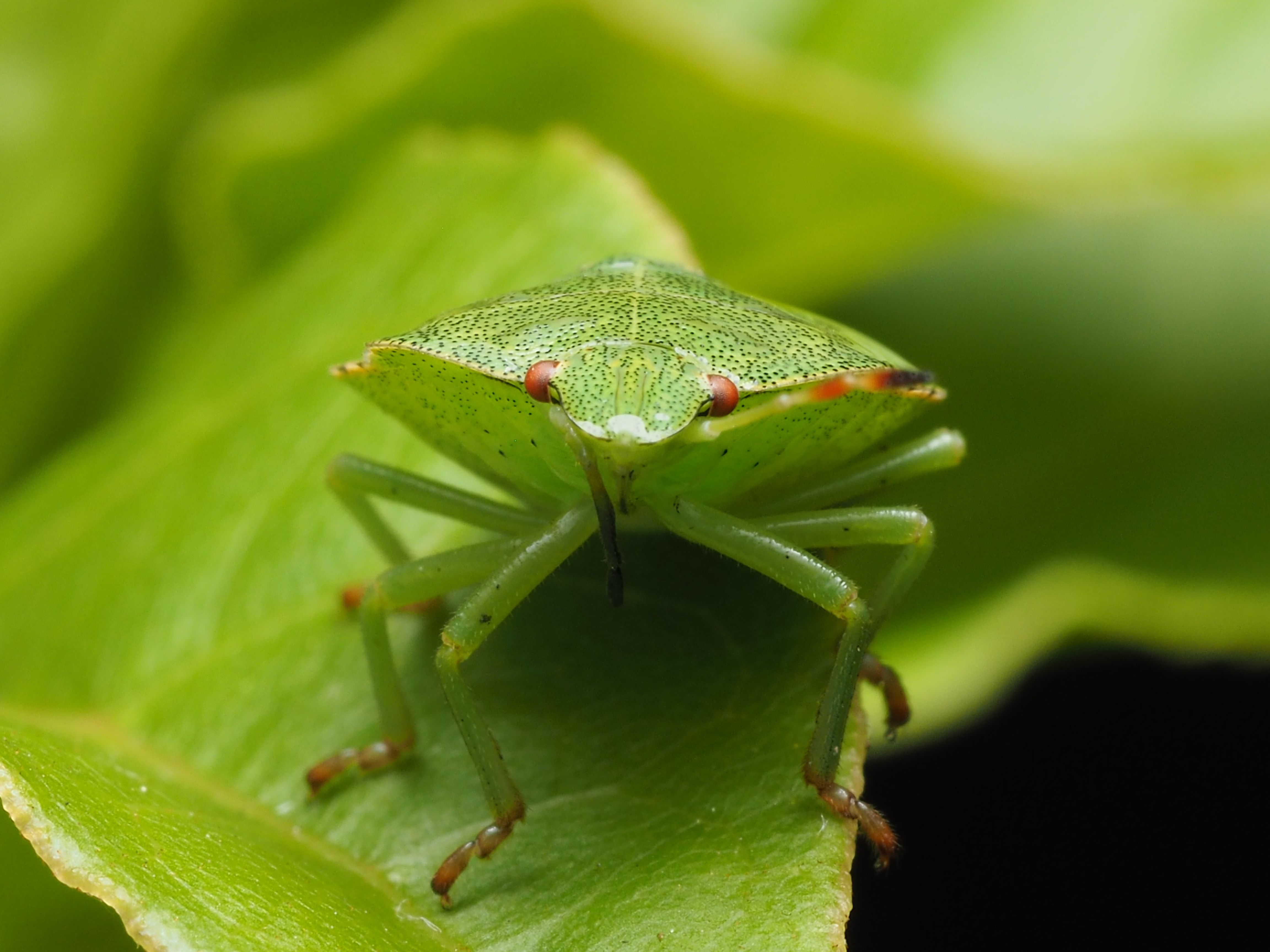 Close-Up Photo of Green Beetle On Leaf · Free Stock Photo
