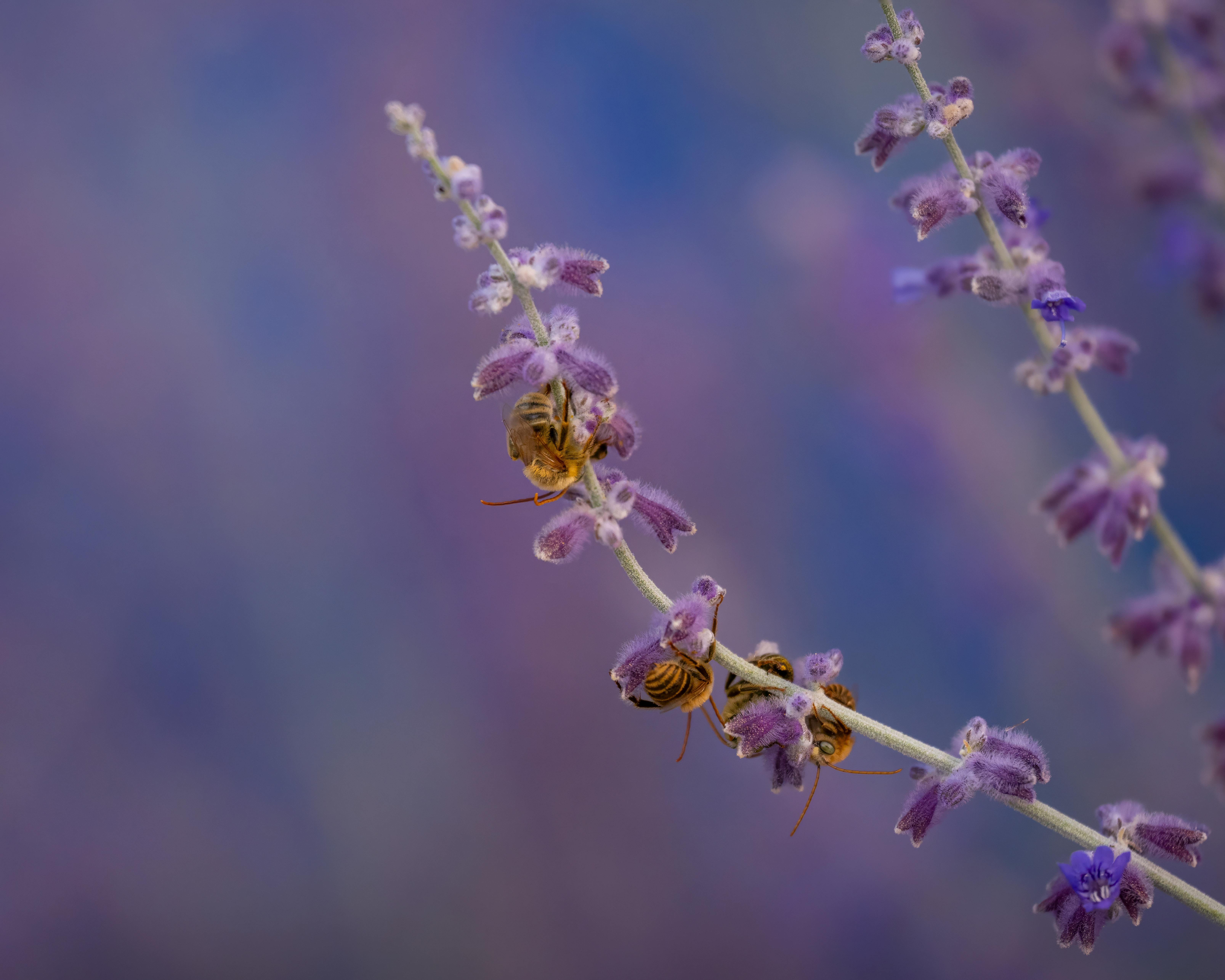 Russian Sage